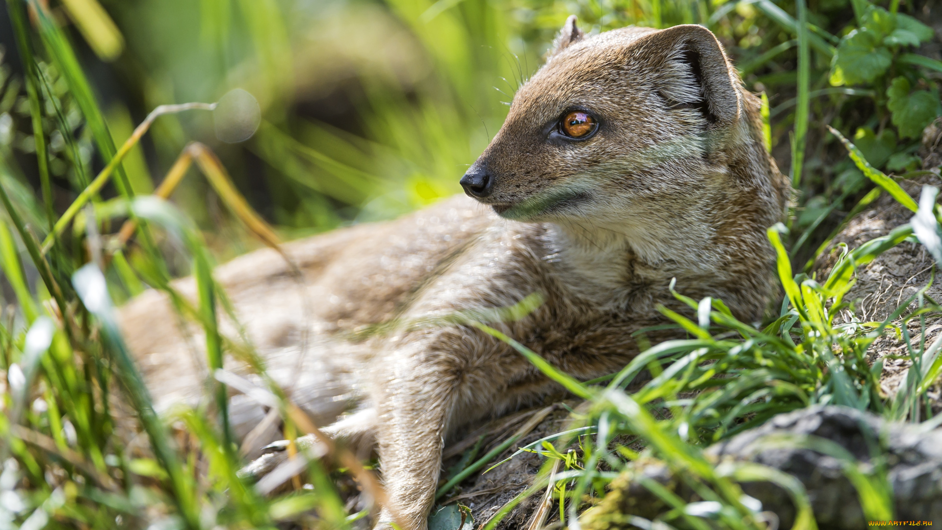 животные, мангусты, мордочка, профиль