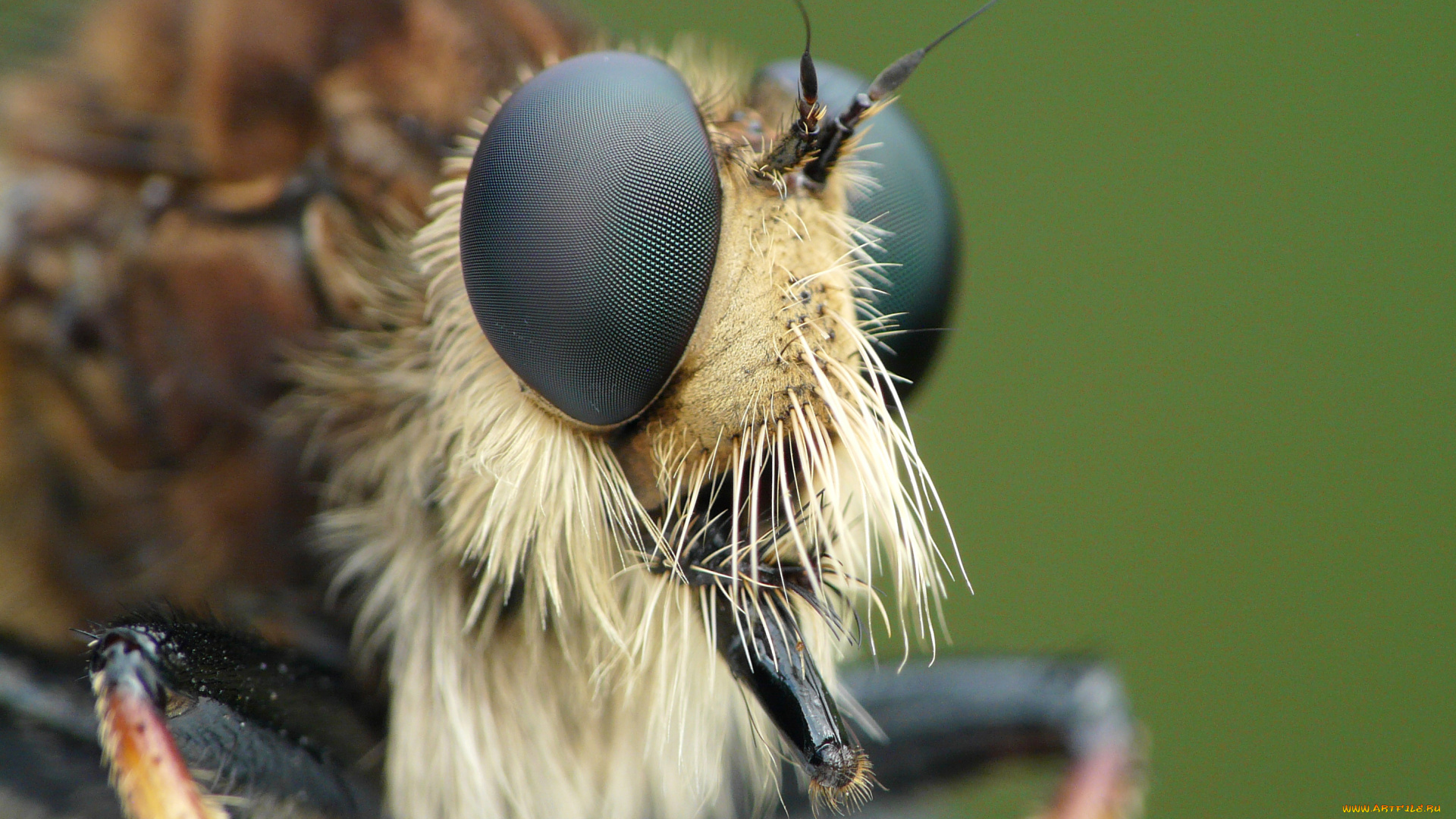 животные, насекомые, глаза