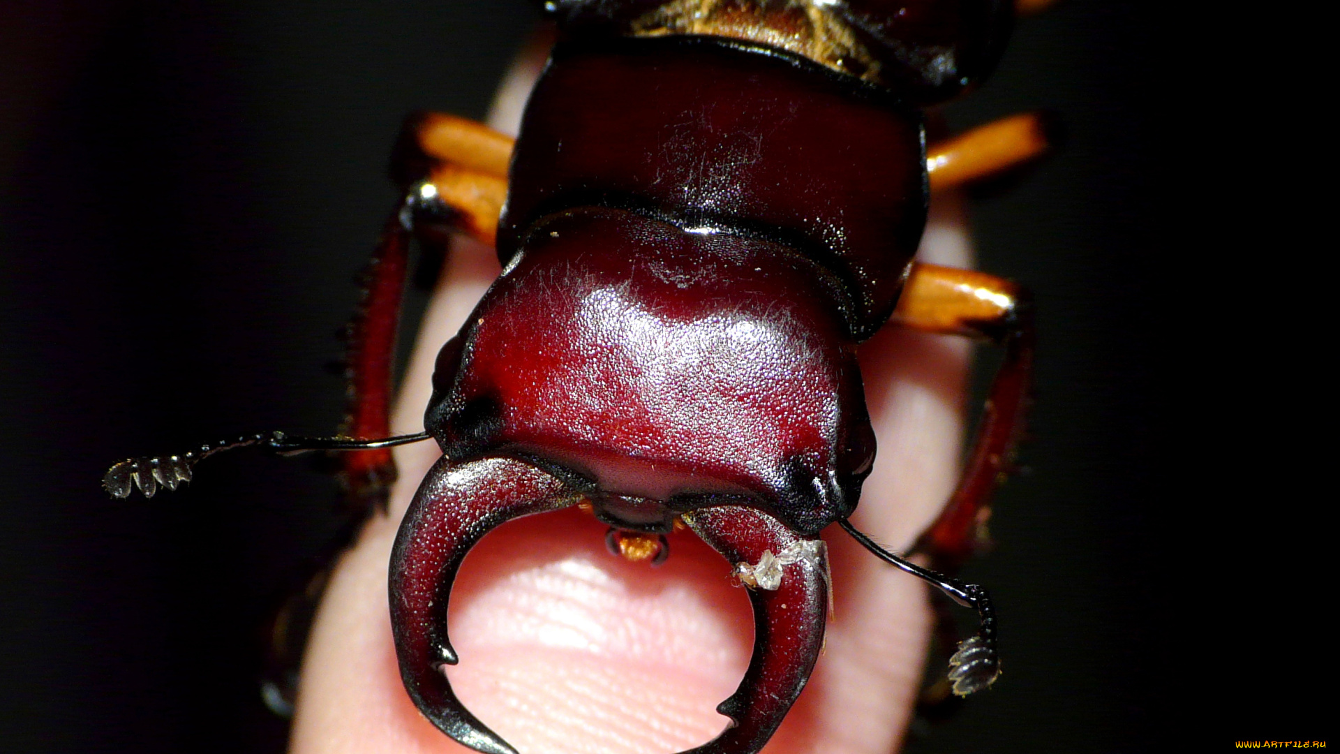 животные, насекомые, рога