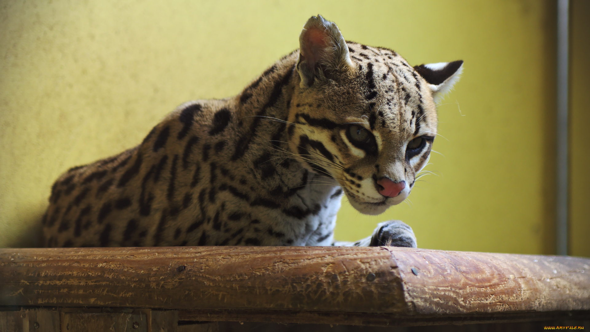 животные, оцелоты, пятна