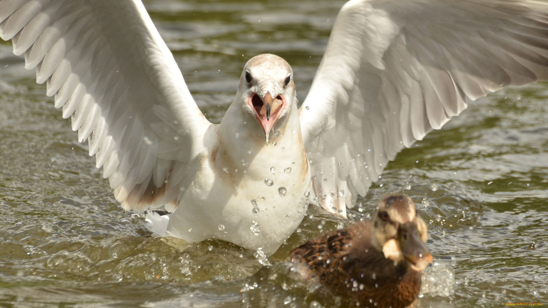 животные, птицы, чайка, утка, погоня