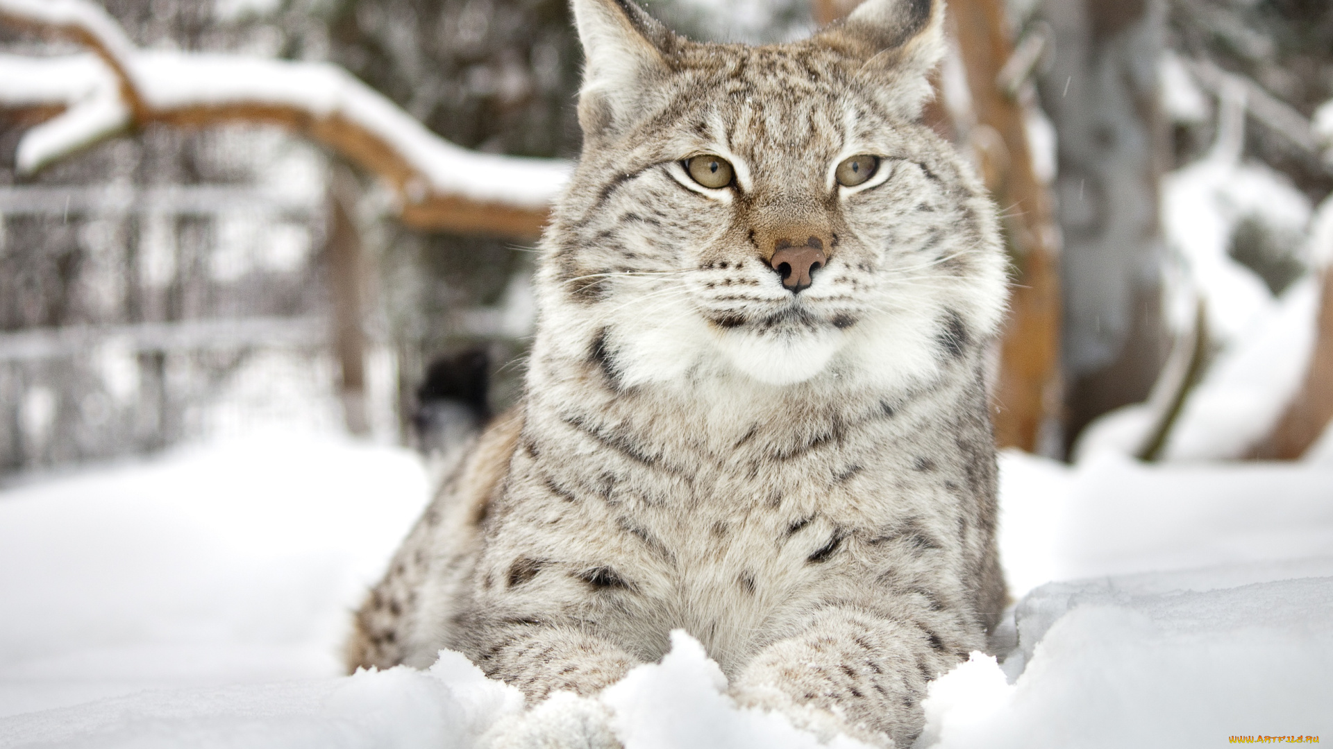 животные, рыси, морда, рысь, снег