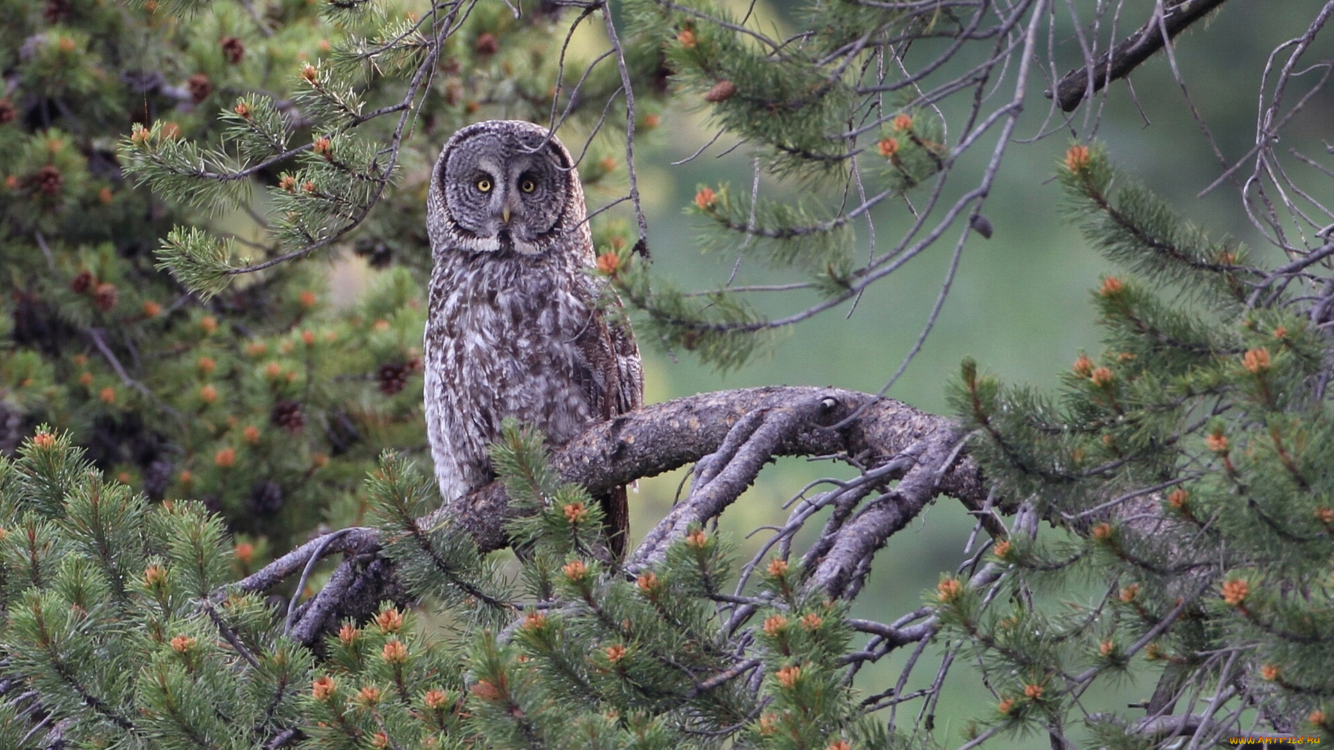 животные, совы, бородатая, неясыть, сосна, ветки