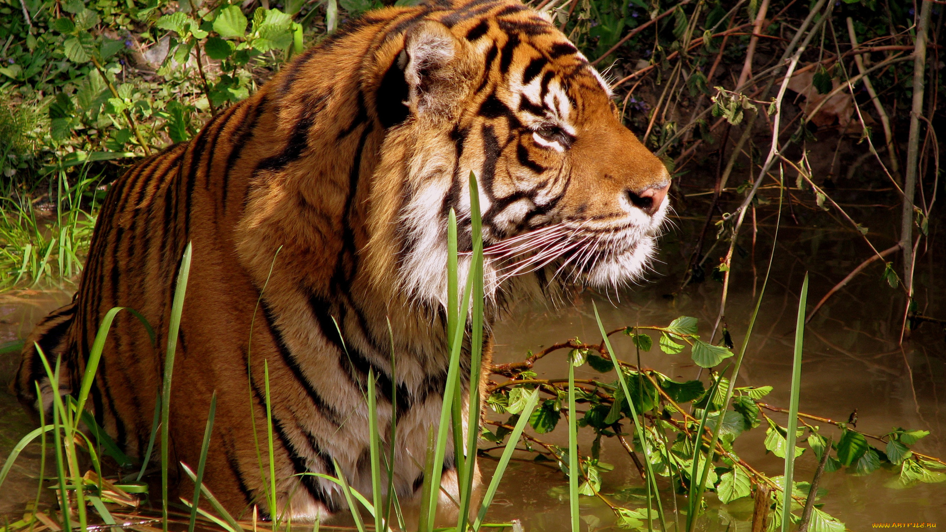 животные, тигры, тигр, купание, водоем