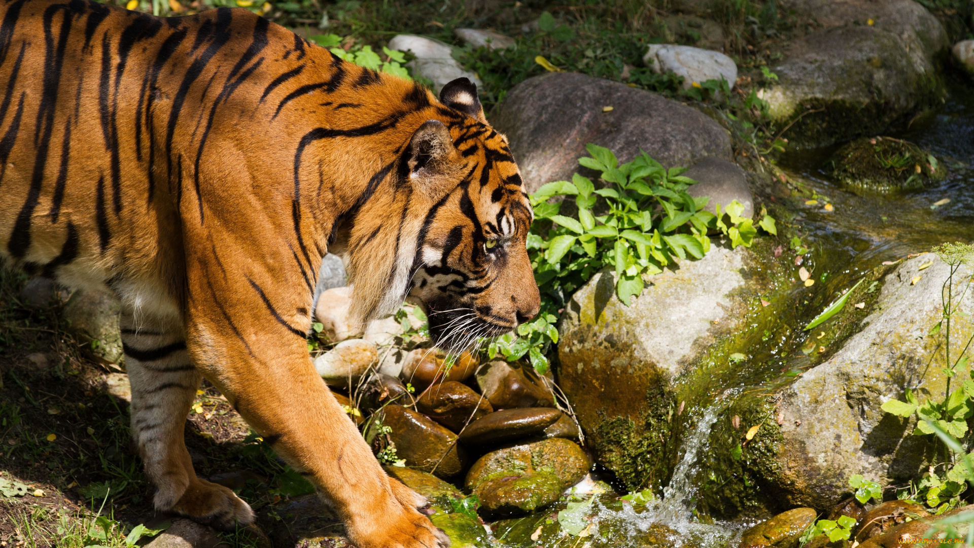 животные, тигры, тигр, ручей, камни, прогулка