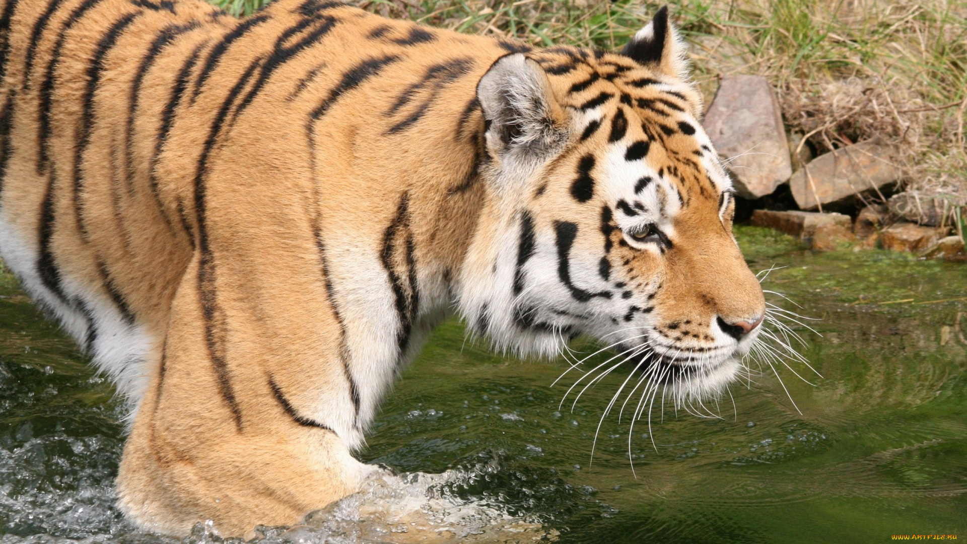 животные, тигры, тигр, вода, купание