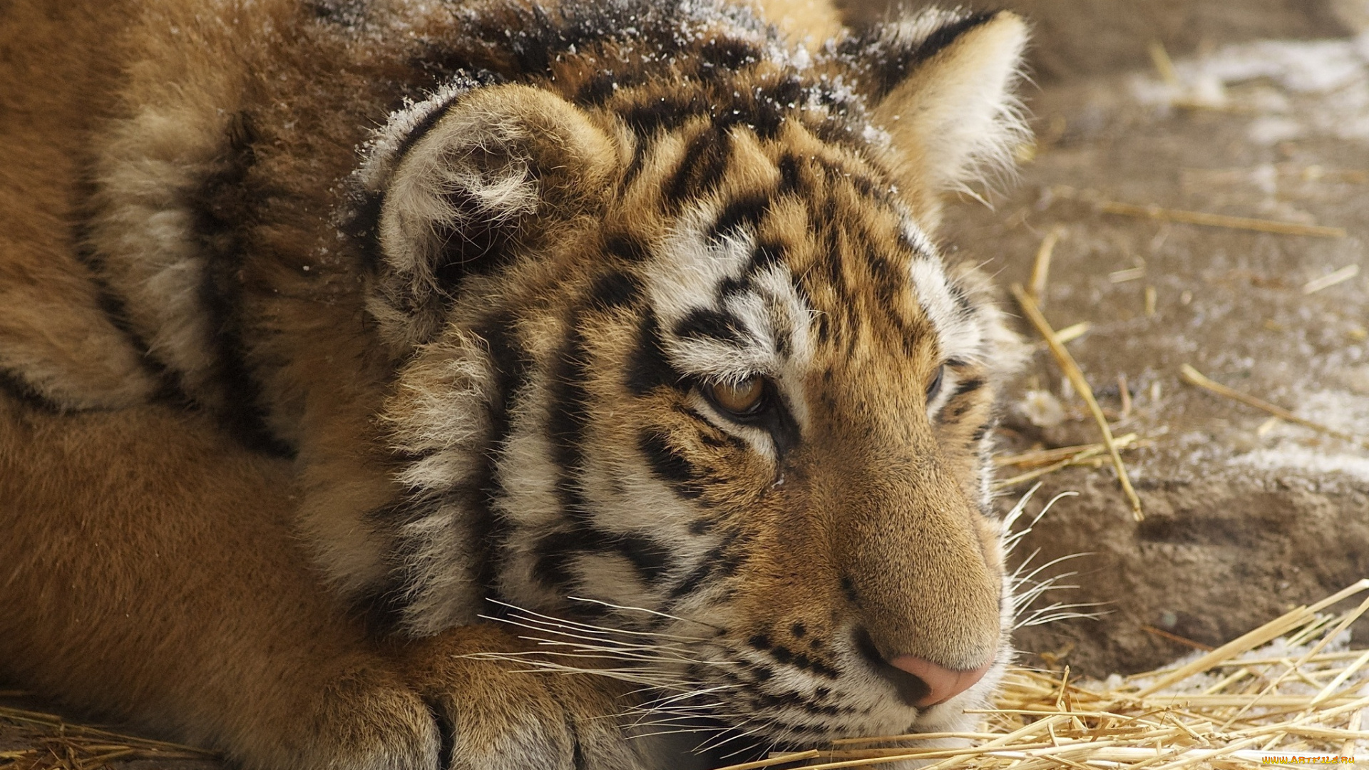 животные, тигры, тигренок, амурский, морда, грустный