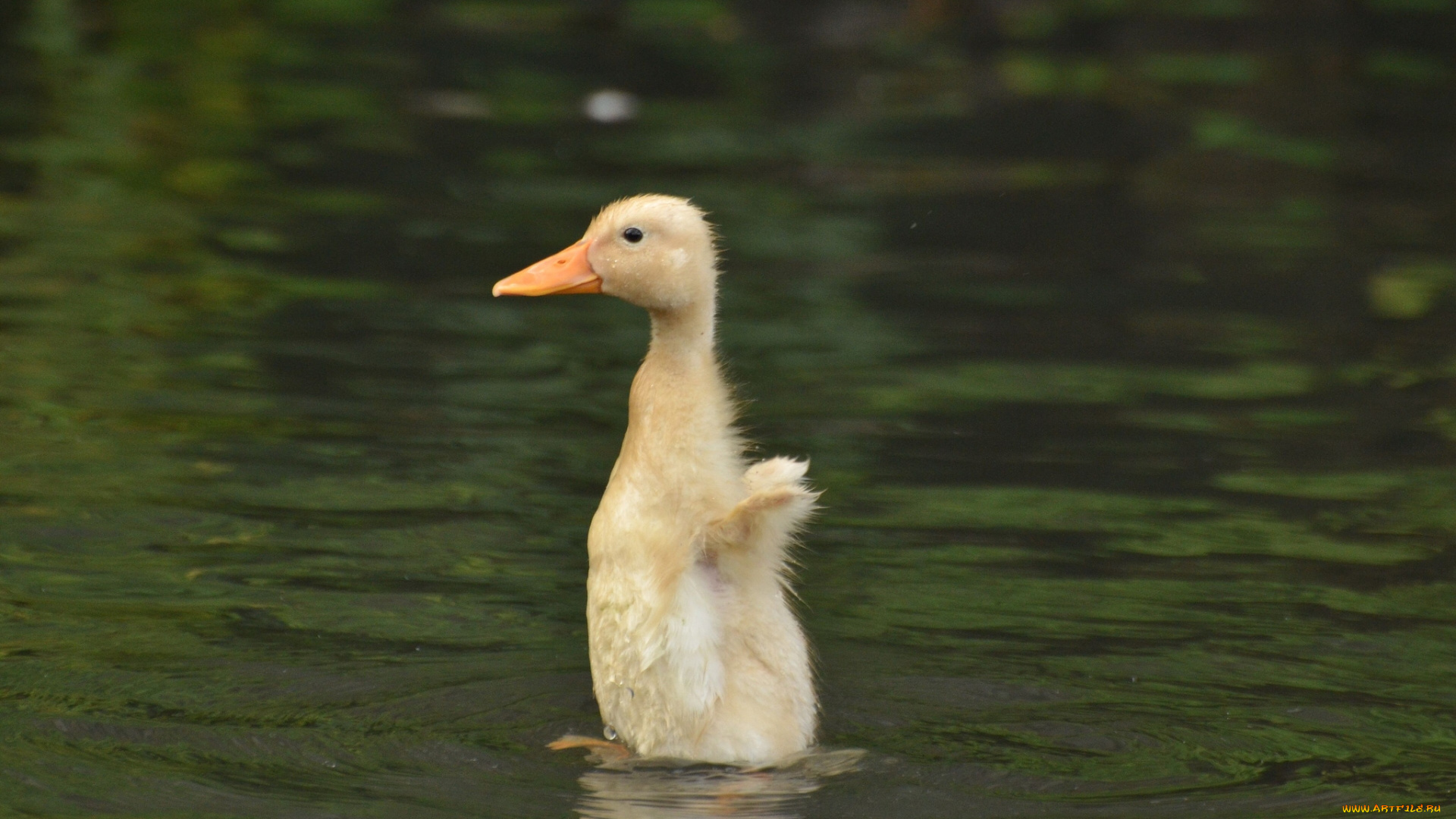 животные, утки, птенец, вода, стойка, утёнок