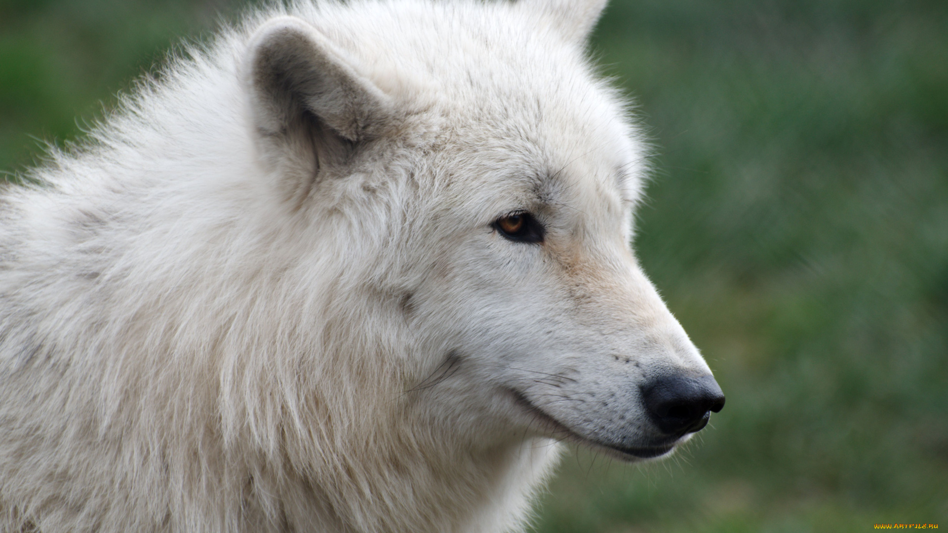 животные, волки, арктический, волк