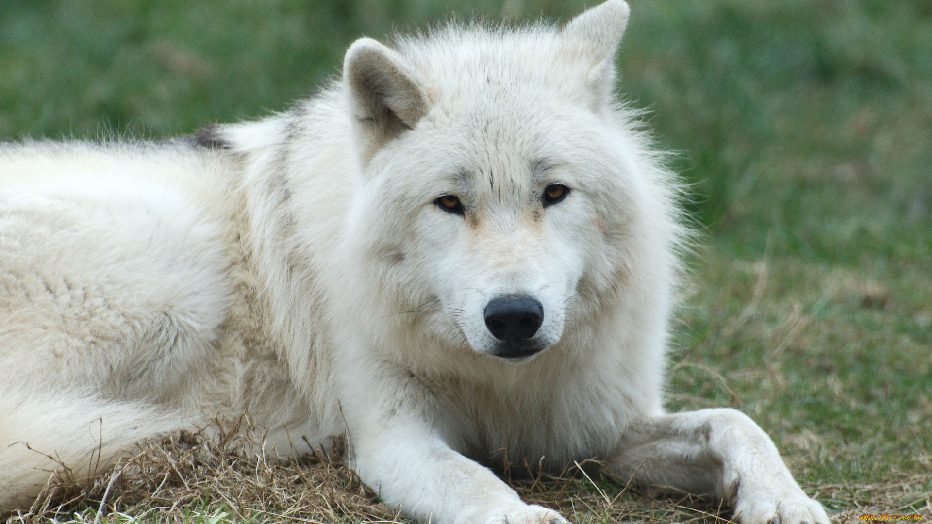 животные, волки, арктический, волк