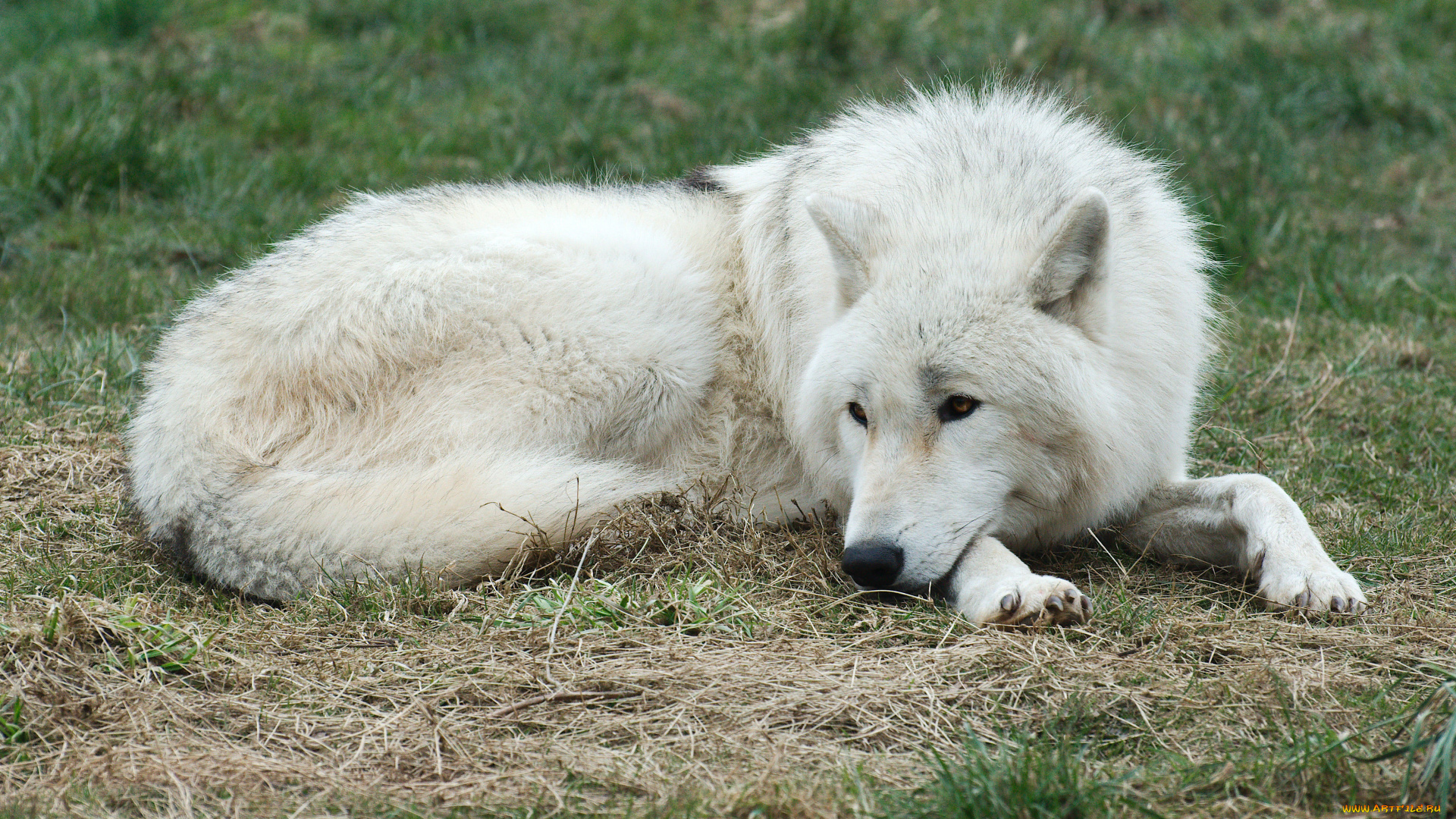 животные, волки, арктический, волк