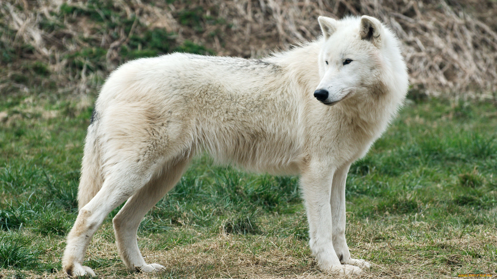 животные, волки, арктический, волк
