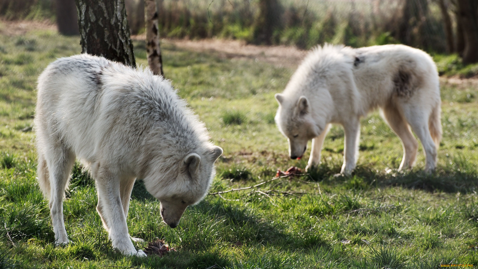 животные, волки, арктический, волк