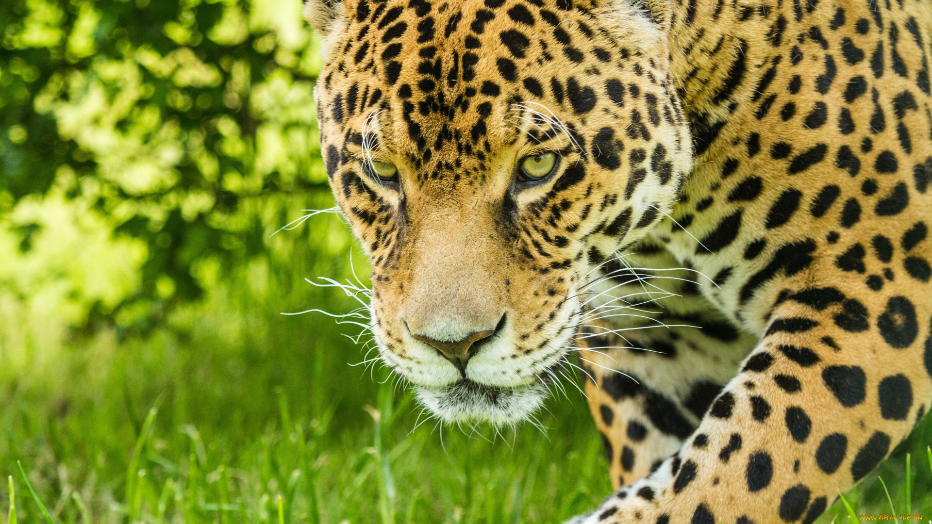 животные, Ягуары, морда, ягуар