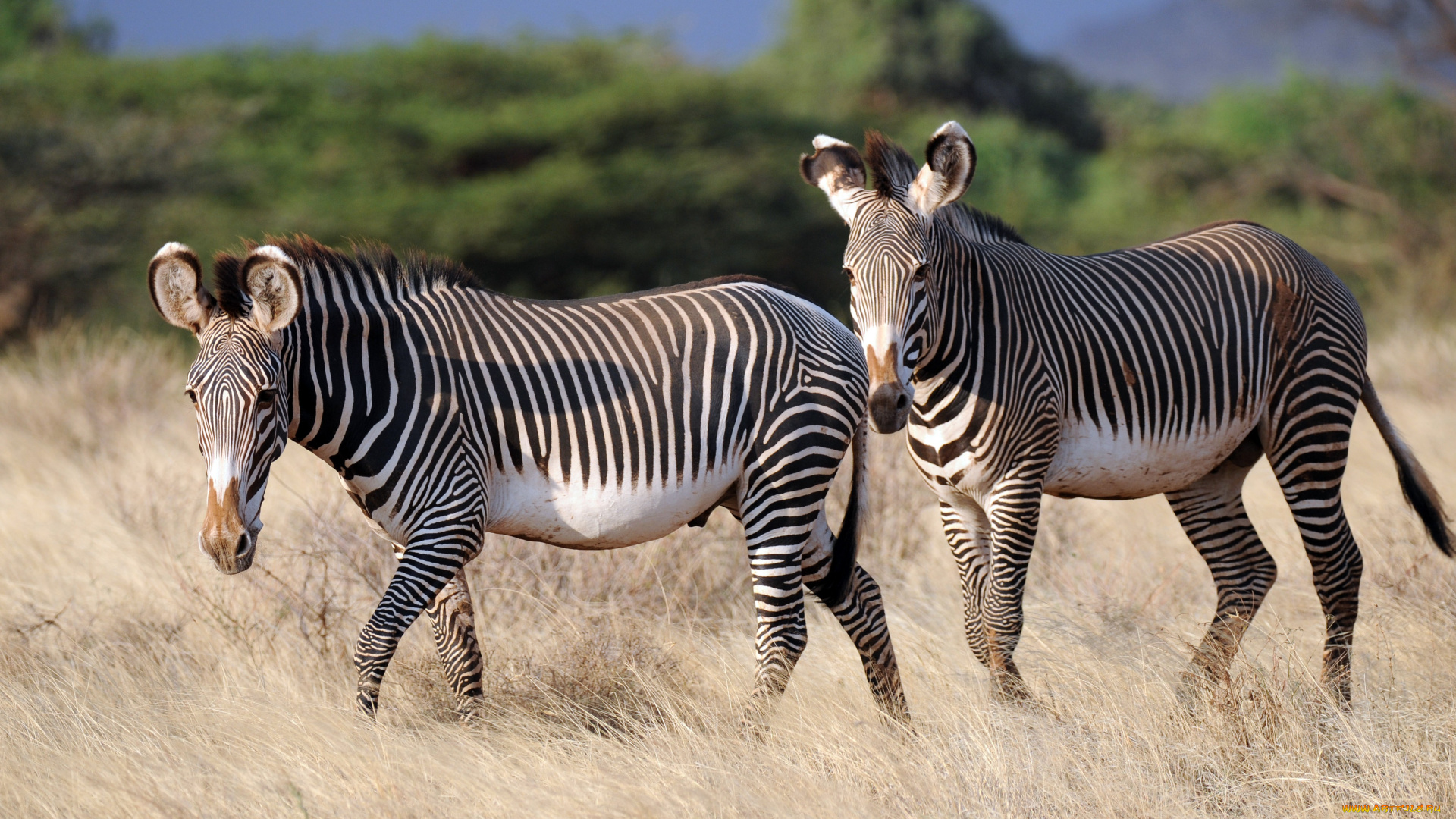 животные, зебры, саванна