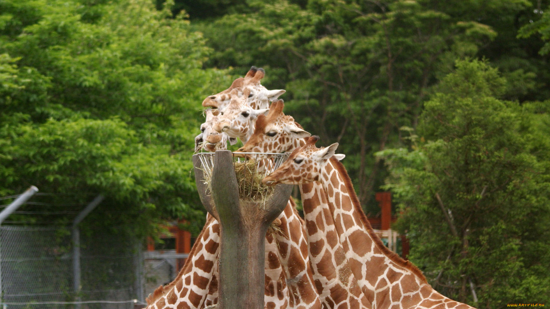 животные, жирафы