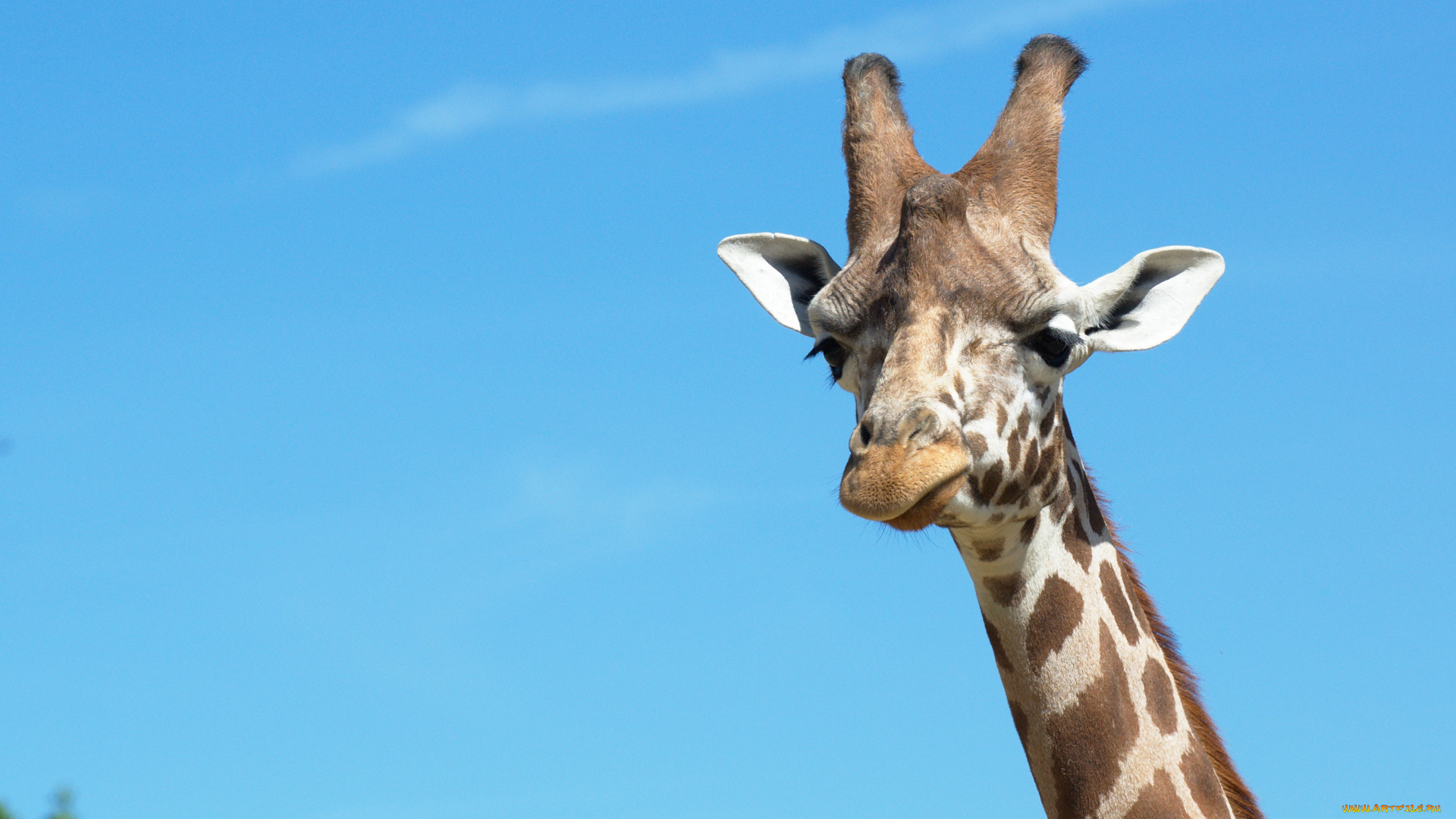 животные, жирафы, жираф, пятна