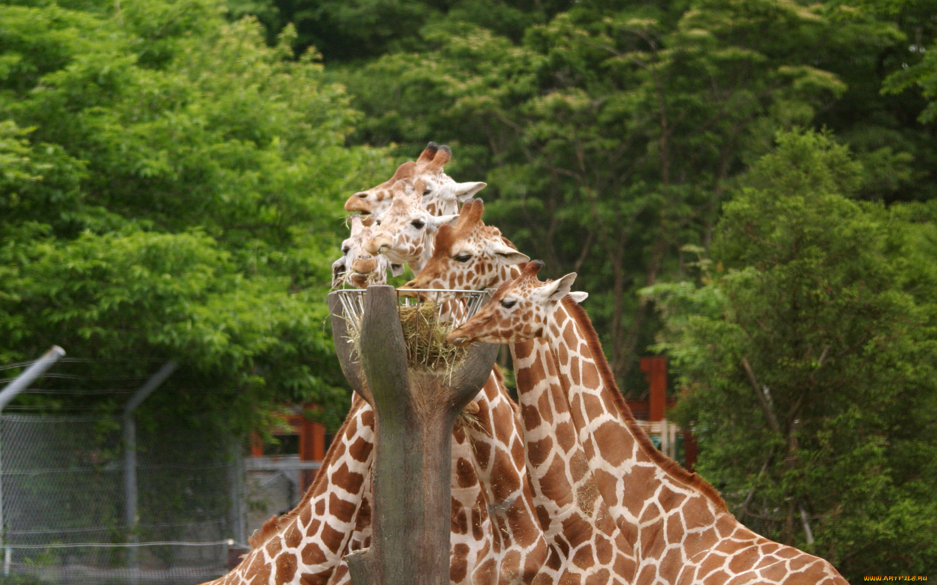 животные, жирафы