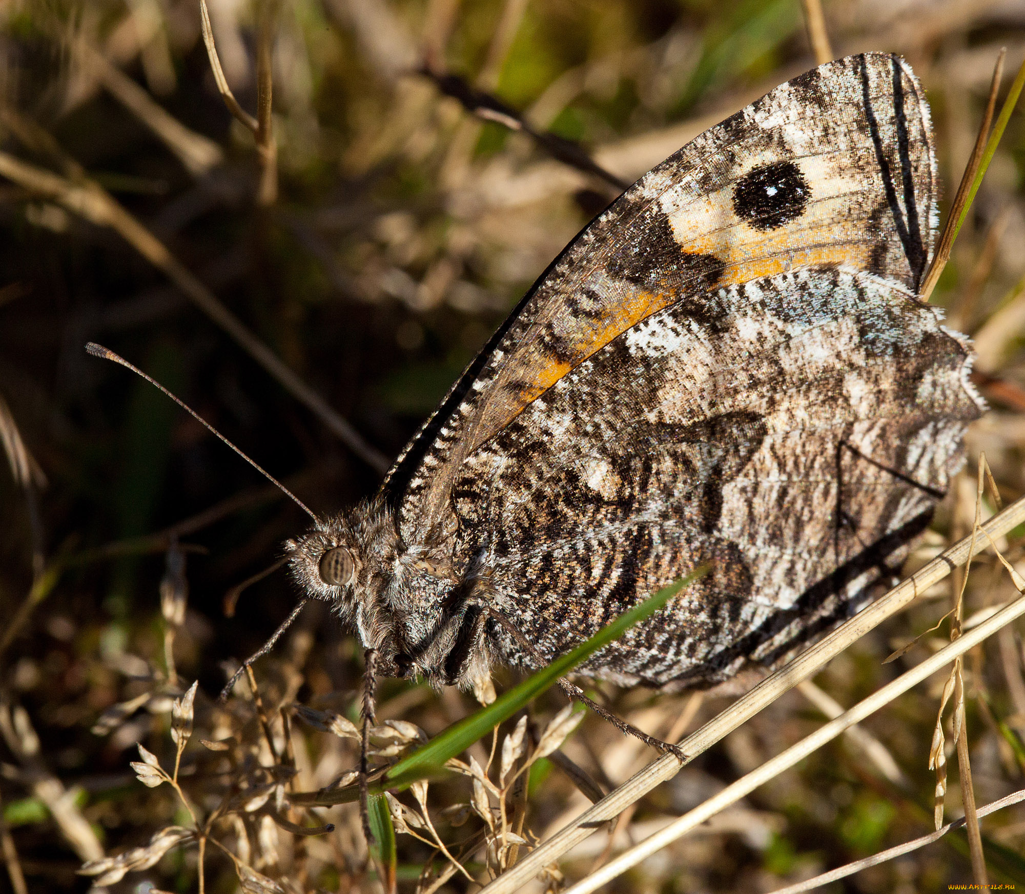 животные, бабочки, бабочка