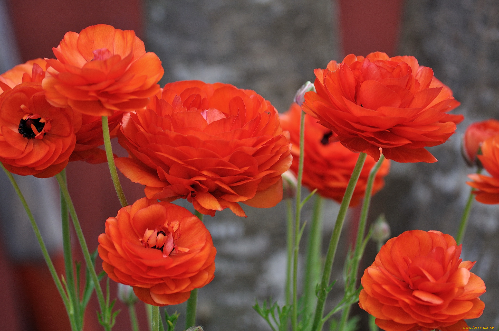 цветы, ранункулюс, азиатский, лютик, ranunculus, сад
