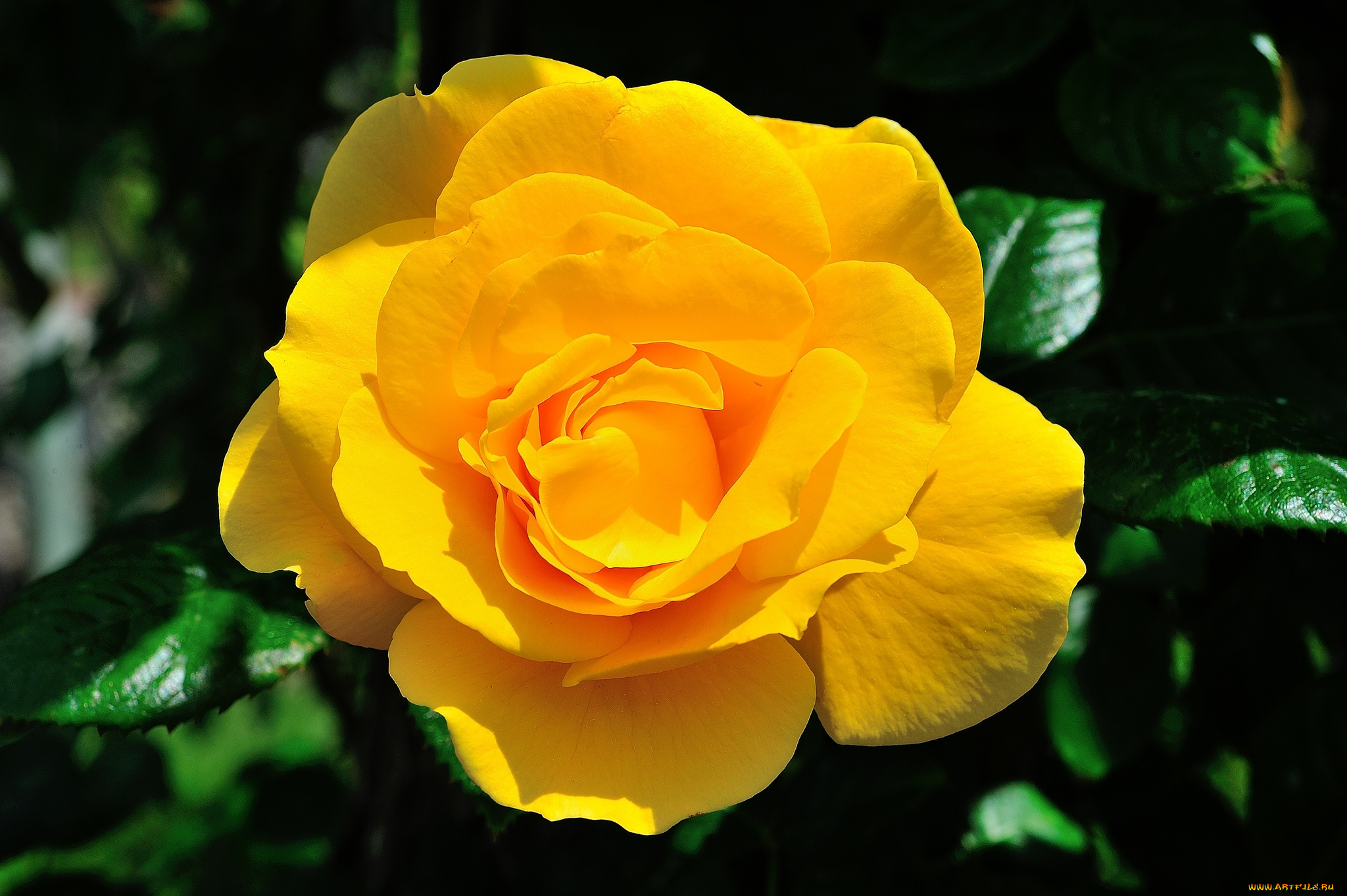 цветы, розы, желтый