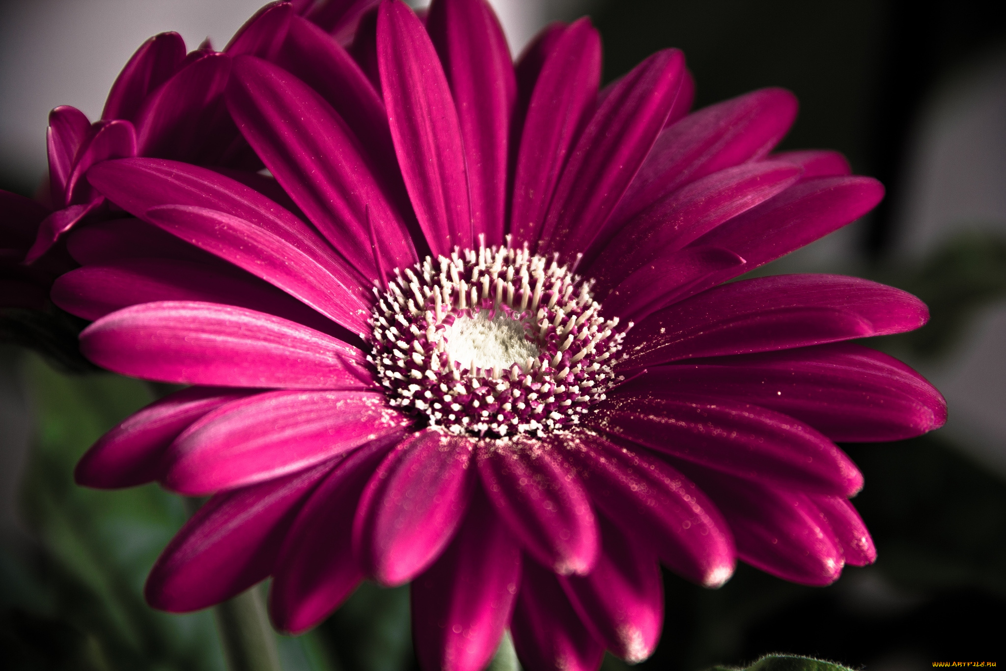 цветы, герберы, яркий