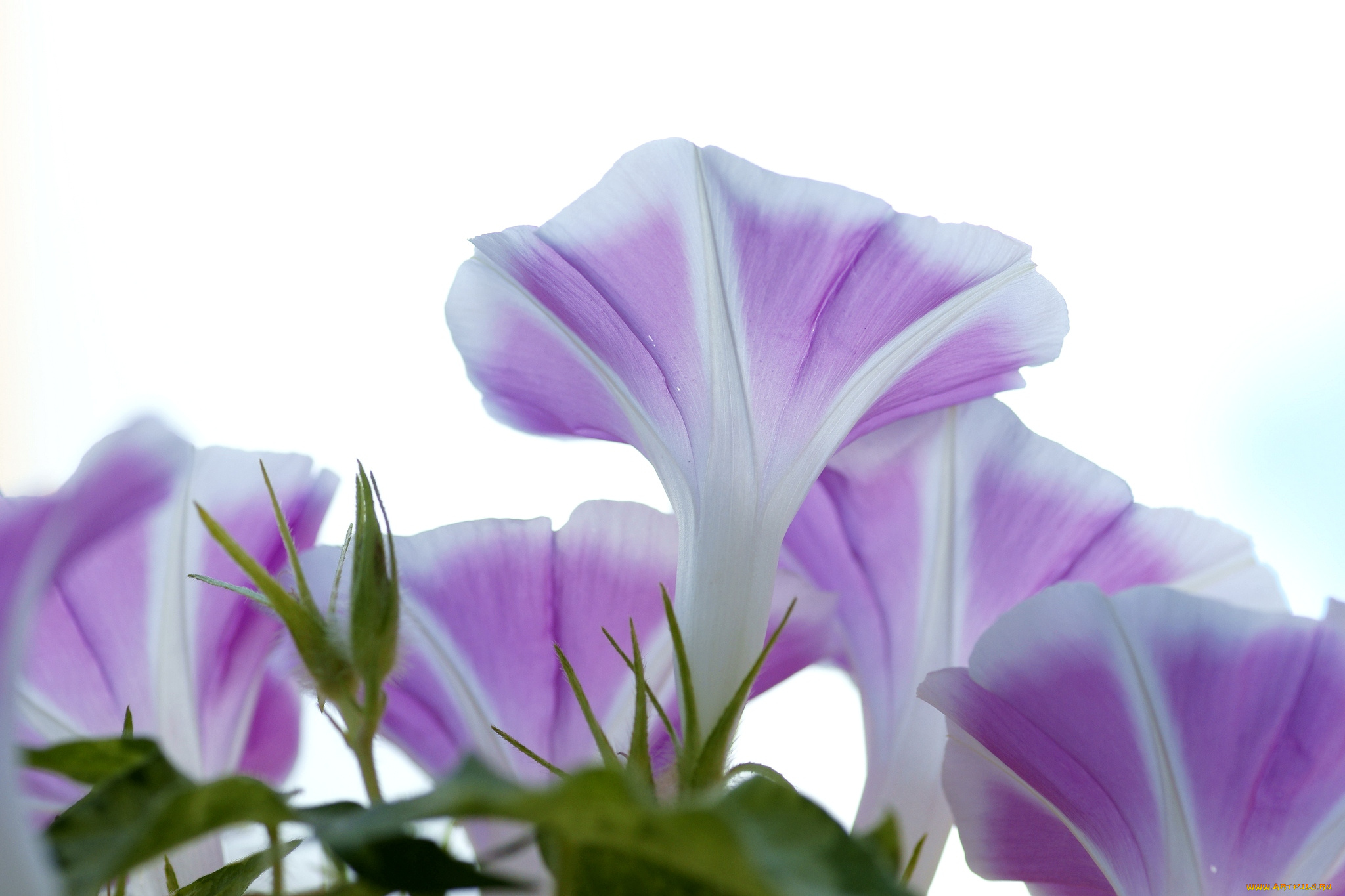 цветы, вьюнки, ипомеи, нежность