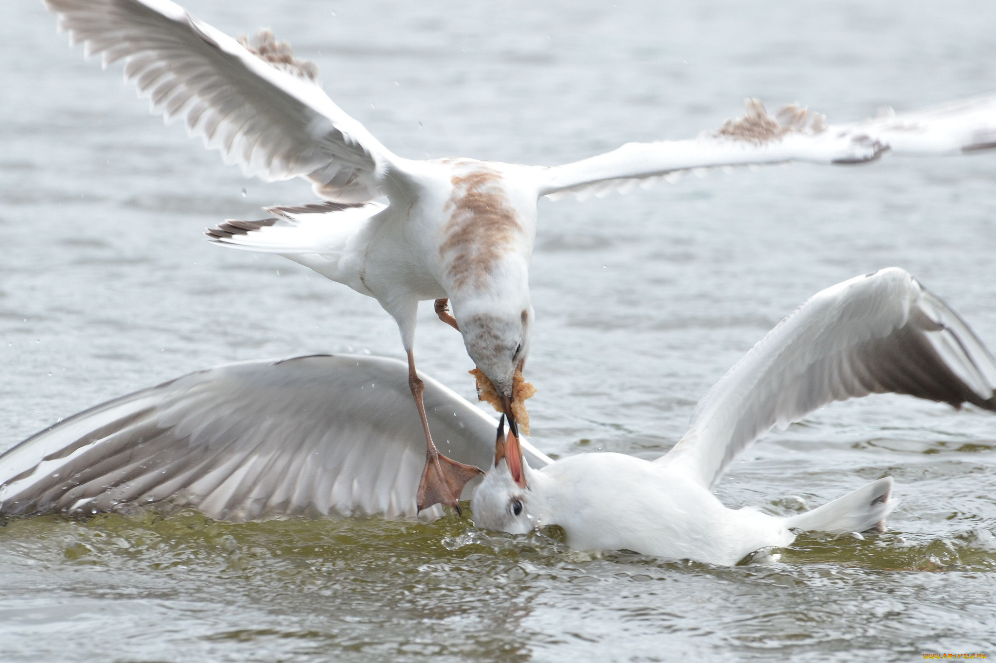 животные, Чайки, бакланы, крачки, птицы, разборки