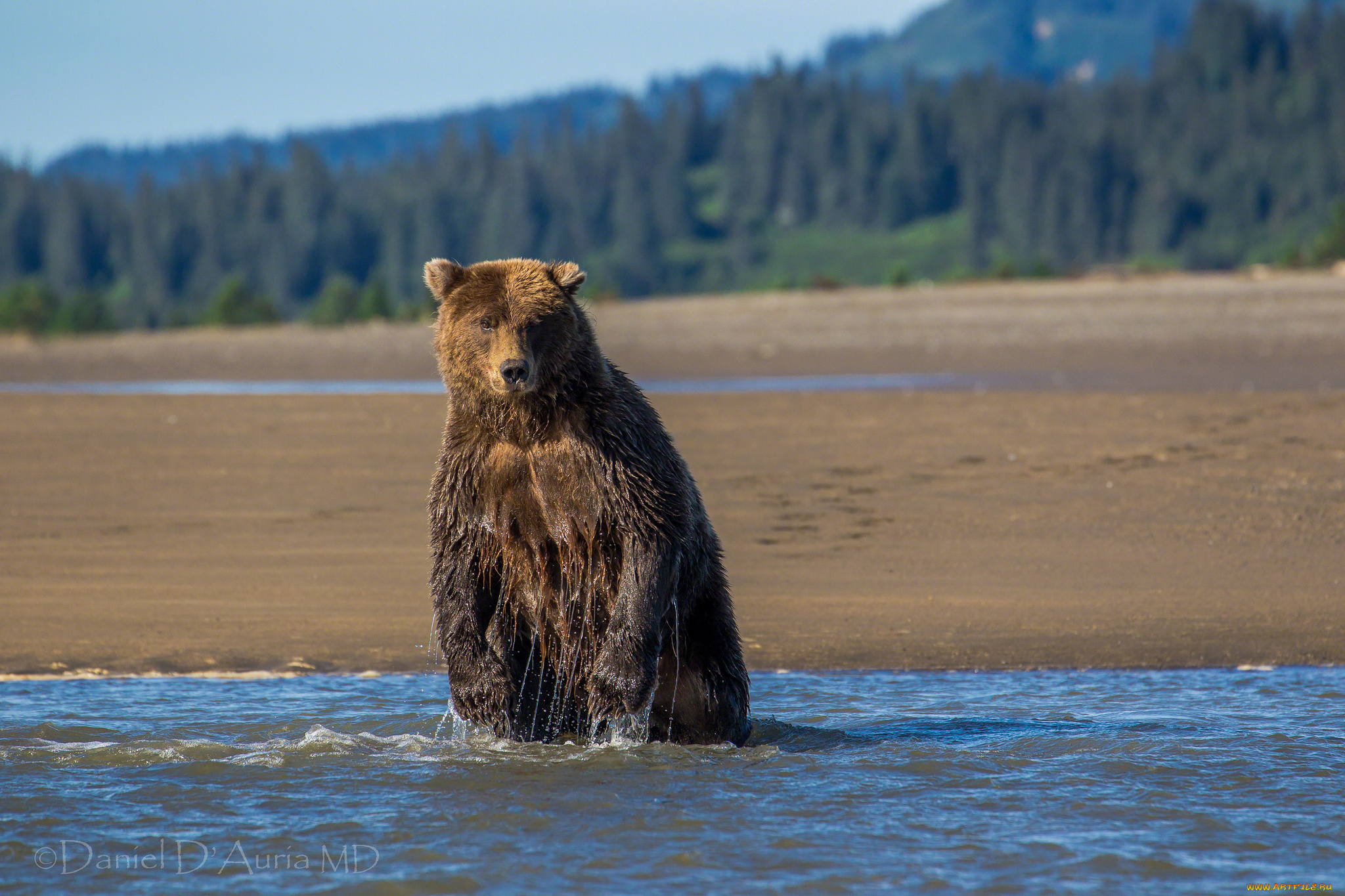 животные, медведи, вода, купаюсь