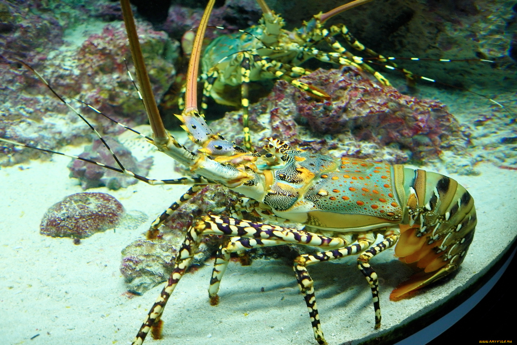 животные, крабы, раки, лангуст