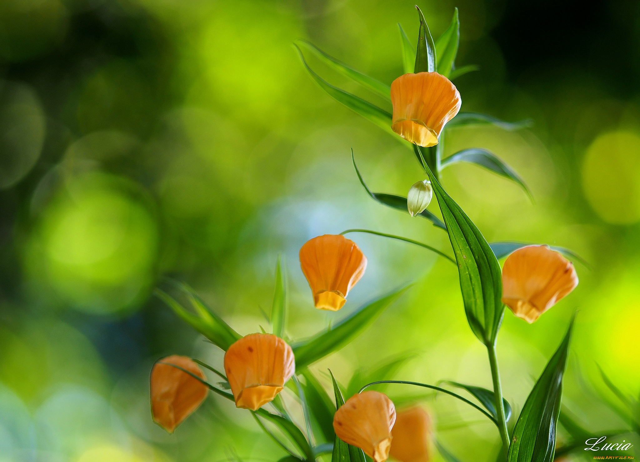 цветы, сандерсония, золотой, ландыш