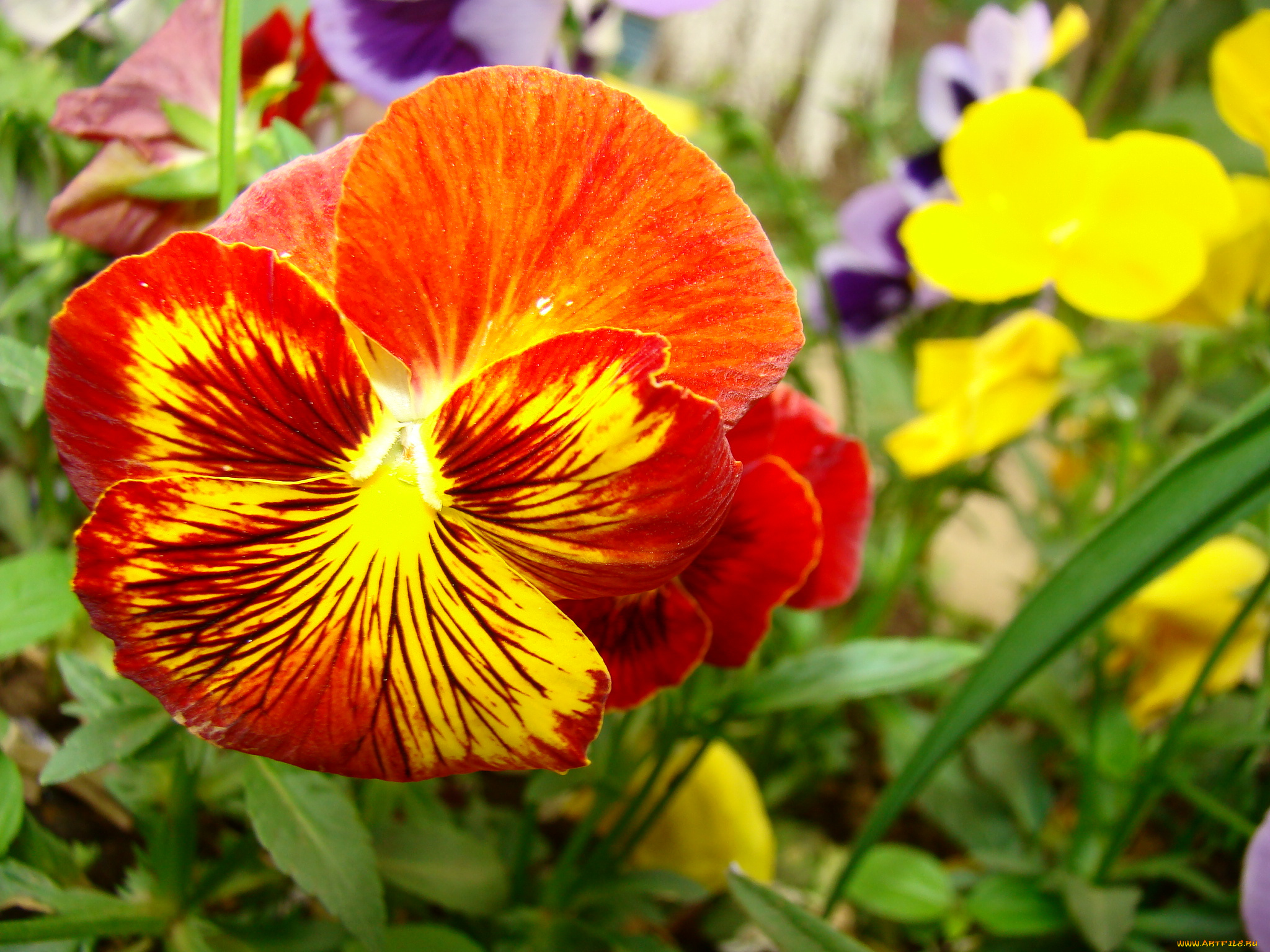 цветы, анютины, глазки, садовые, фиалки