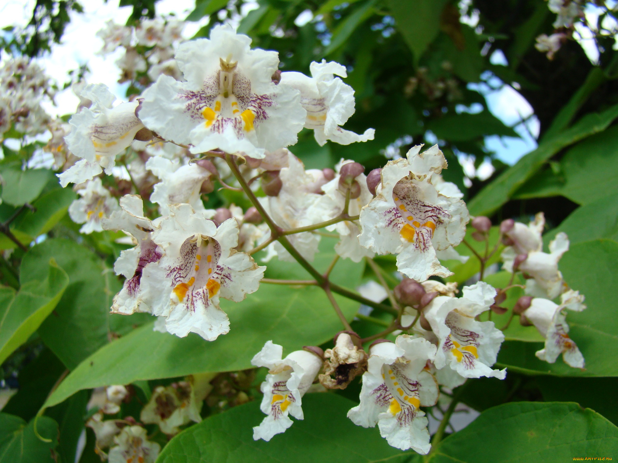 цветы, лагерстрёмия