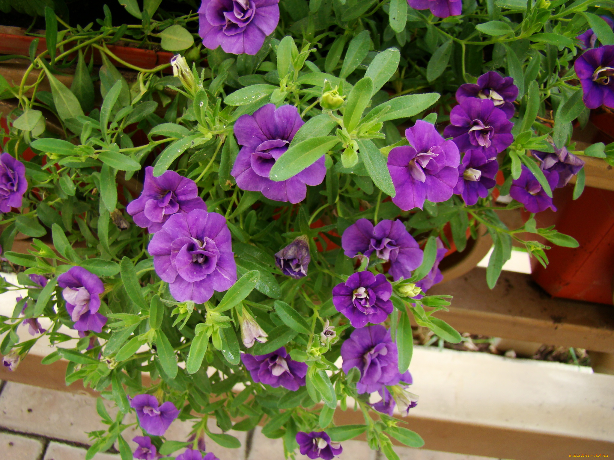 цветы, петунии, калибрахоа