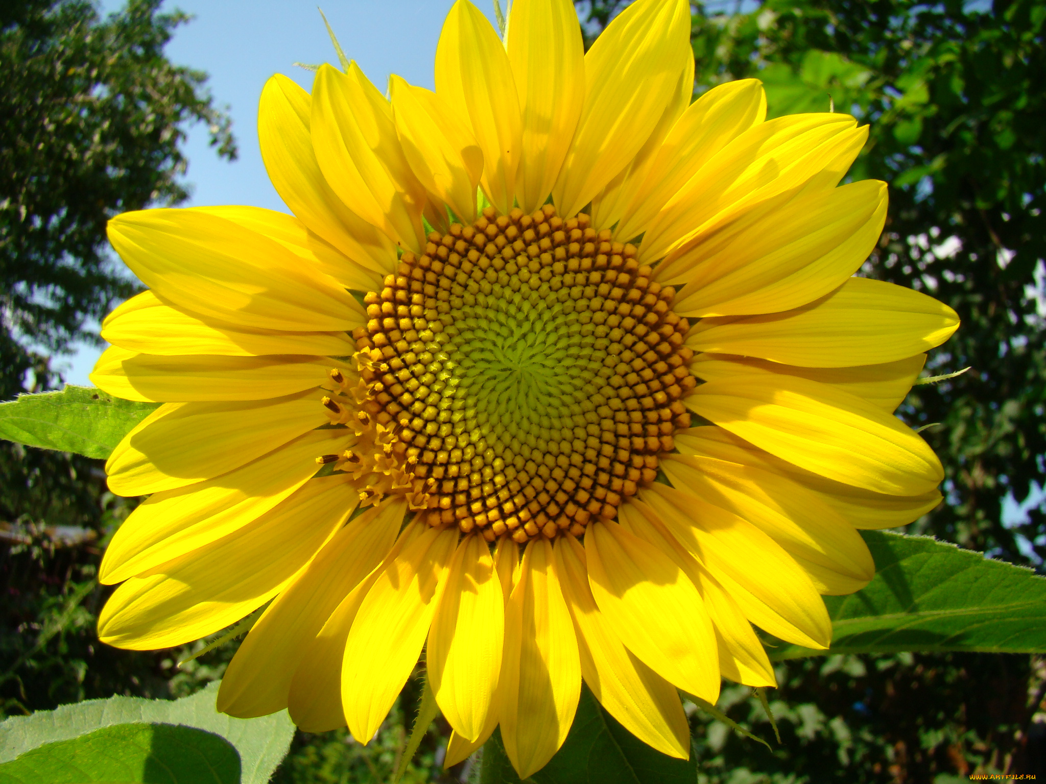 цветы, подсолнухи