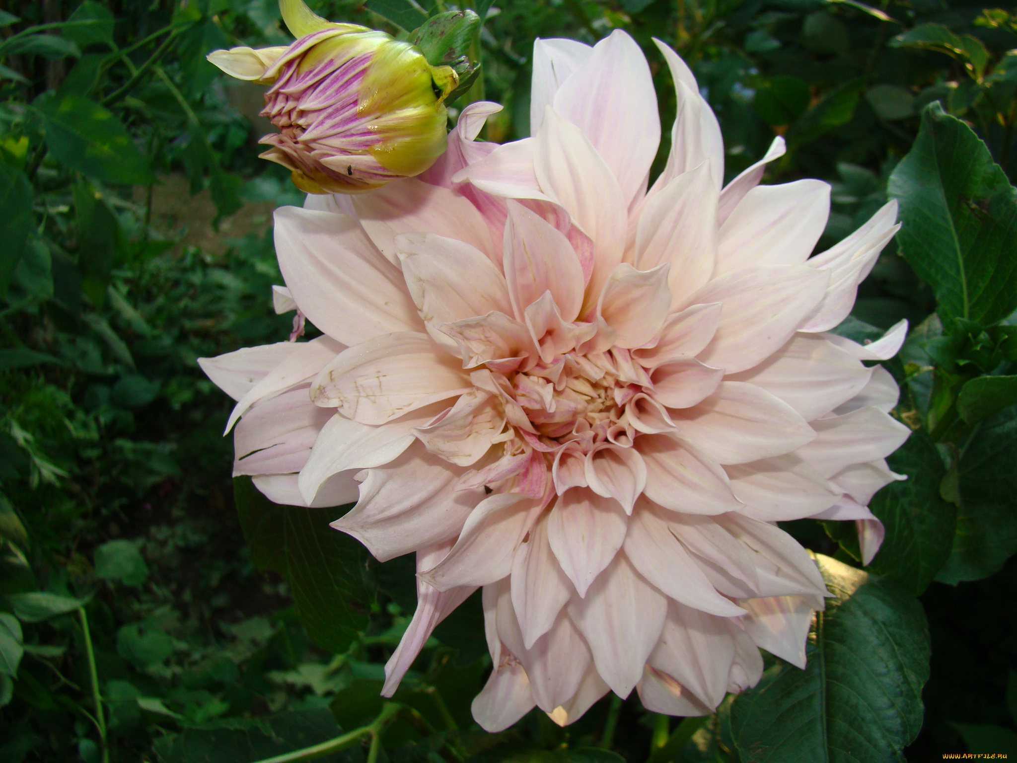 георгин, цветы, георгины