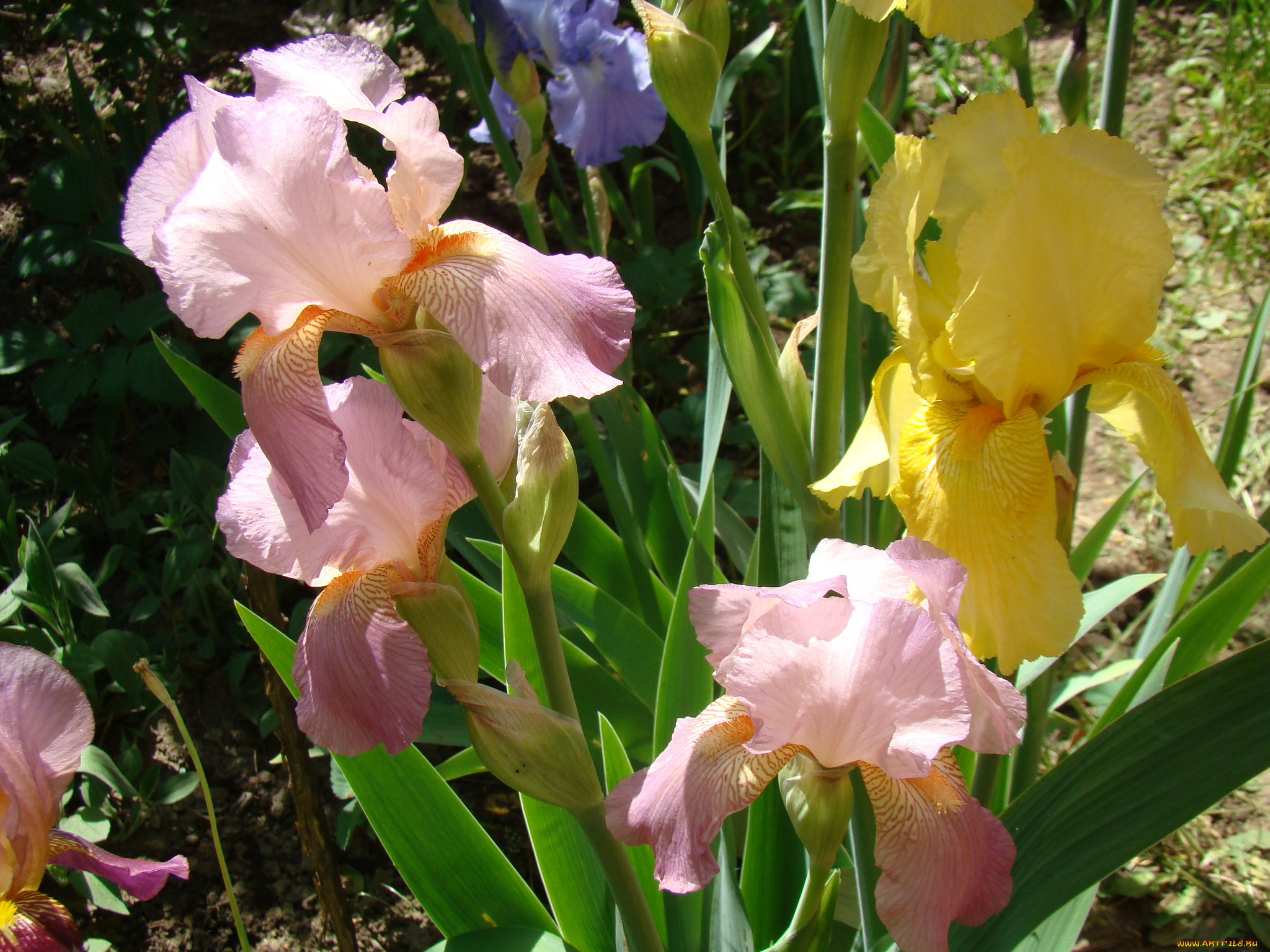 ирисы, цветы