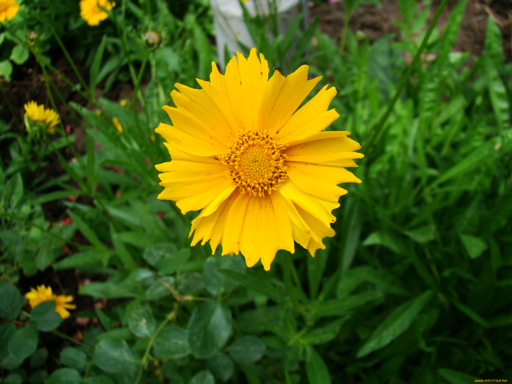 кореопсис, цветы