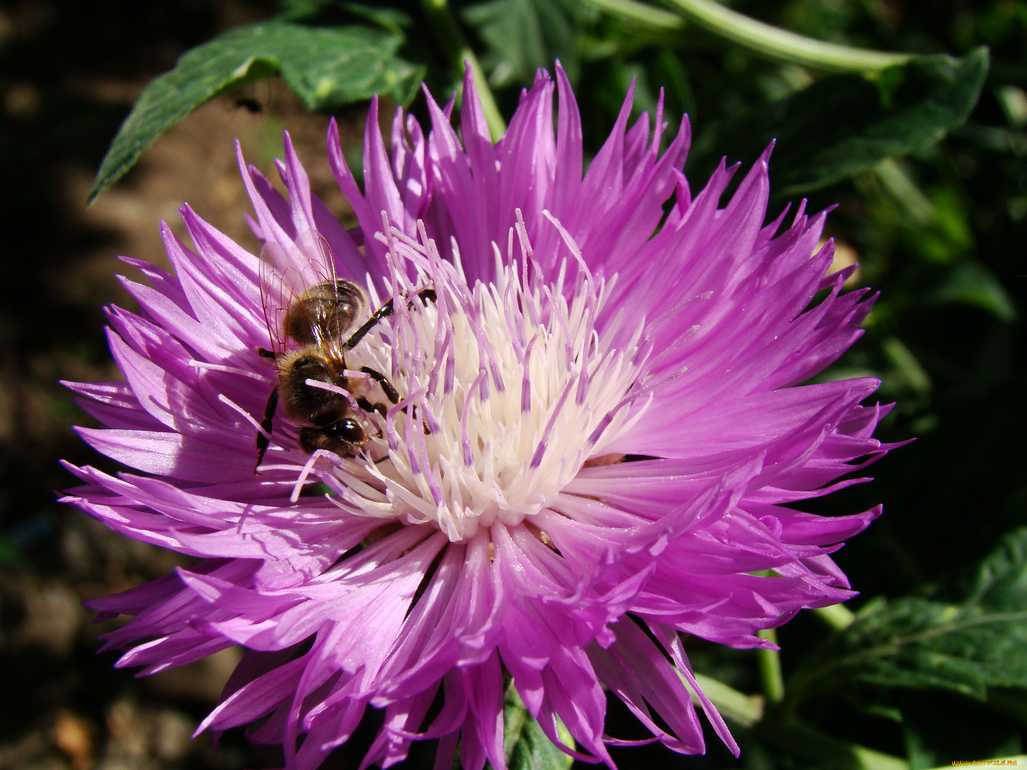 садовый, василек, цветы, васильки