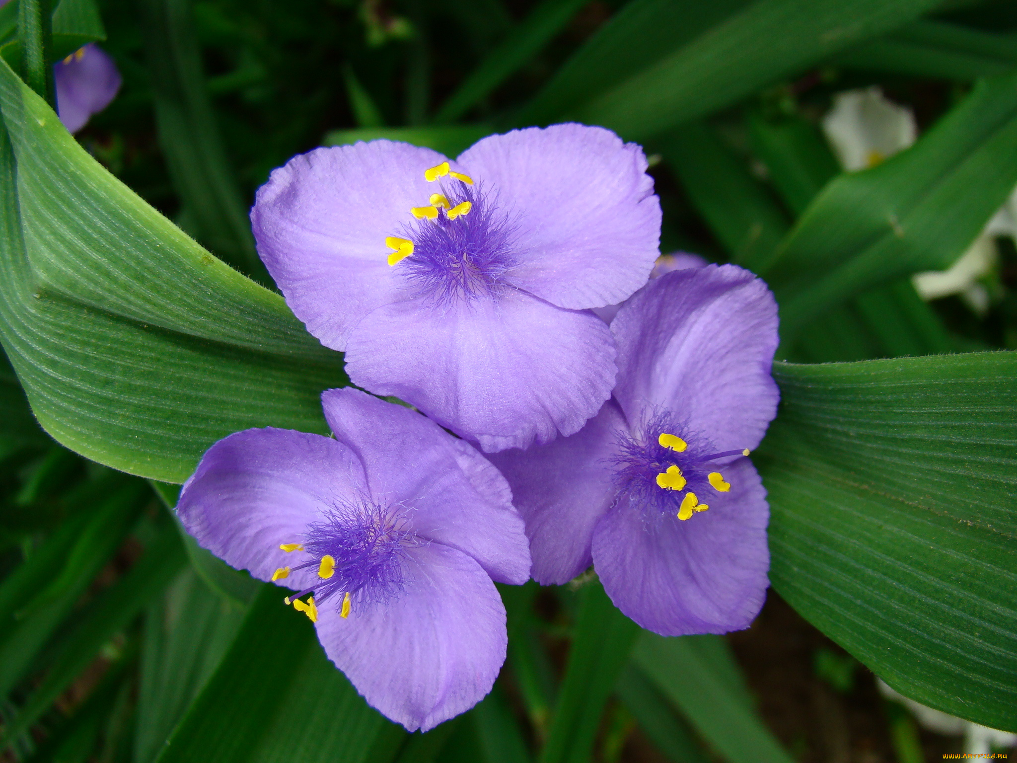 традесканция, цветы, традесканции