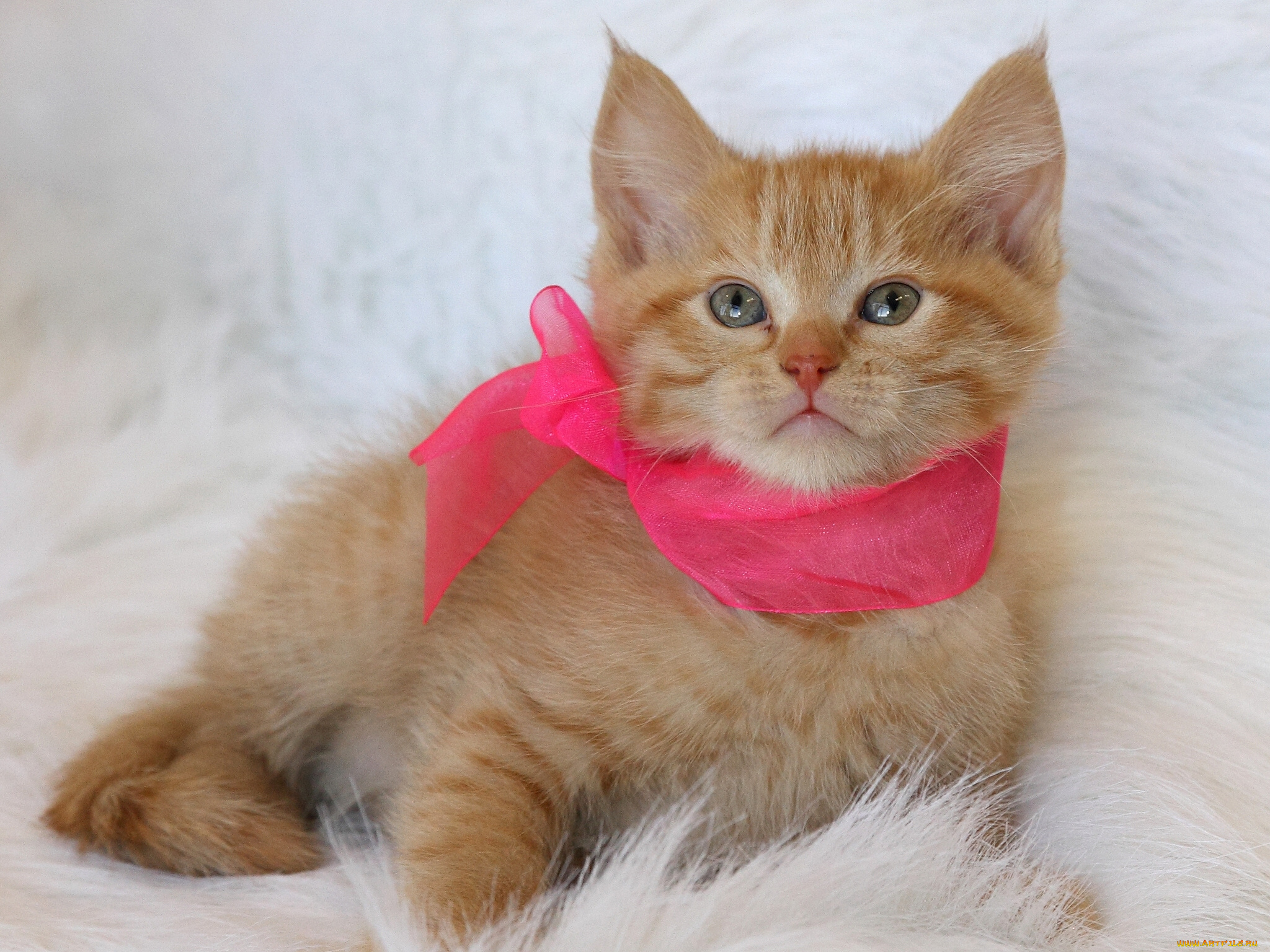 животные, коты, рыжий, котёнок, лента