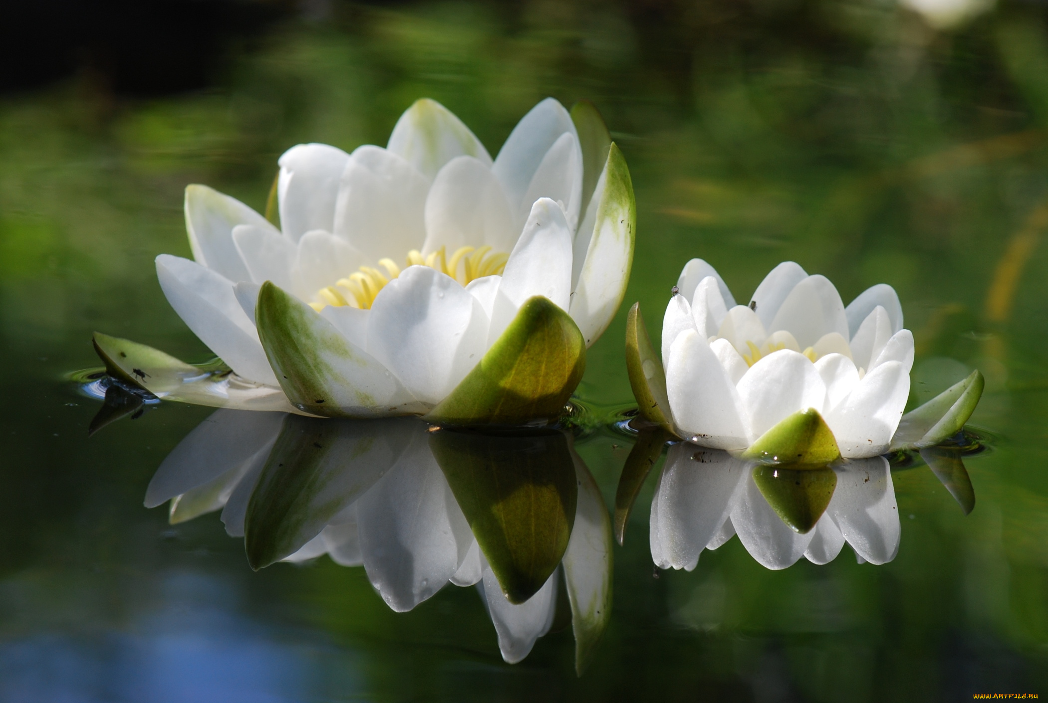 цветы, лилии, водяные, нимфеи, кувшинки, отражение