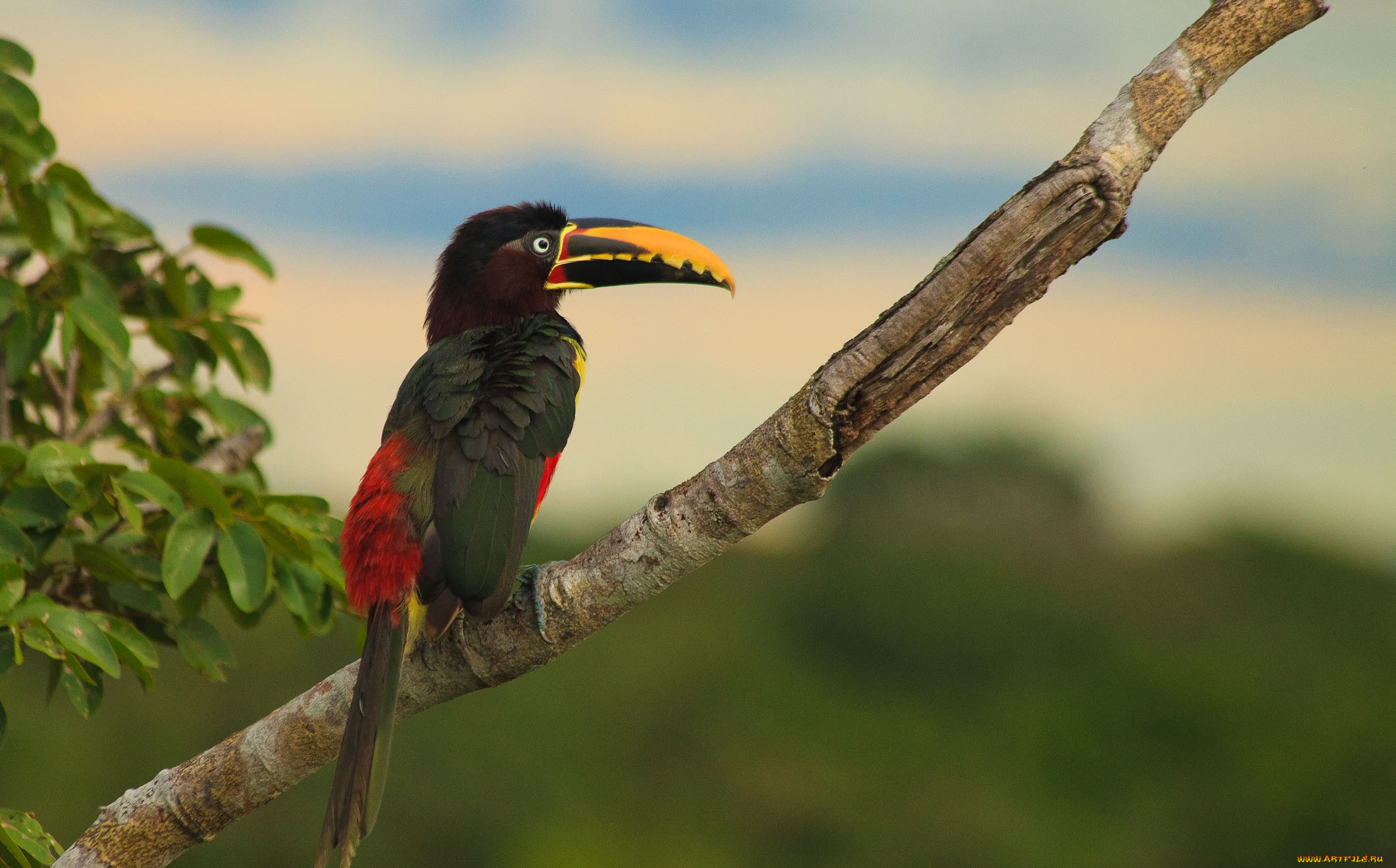 животные, туканы, тукан