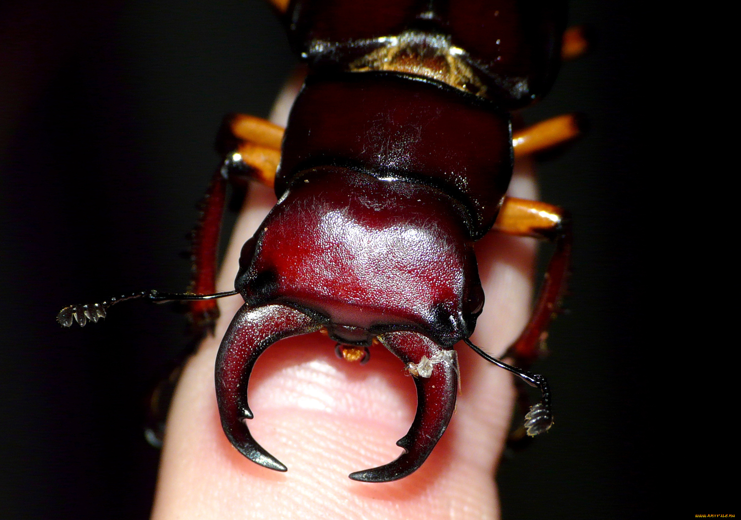 животные, насекомые, рога