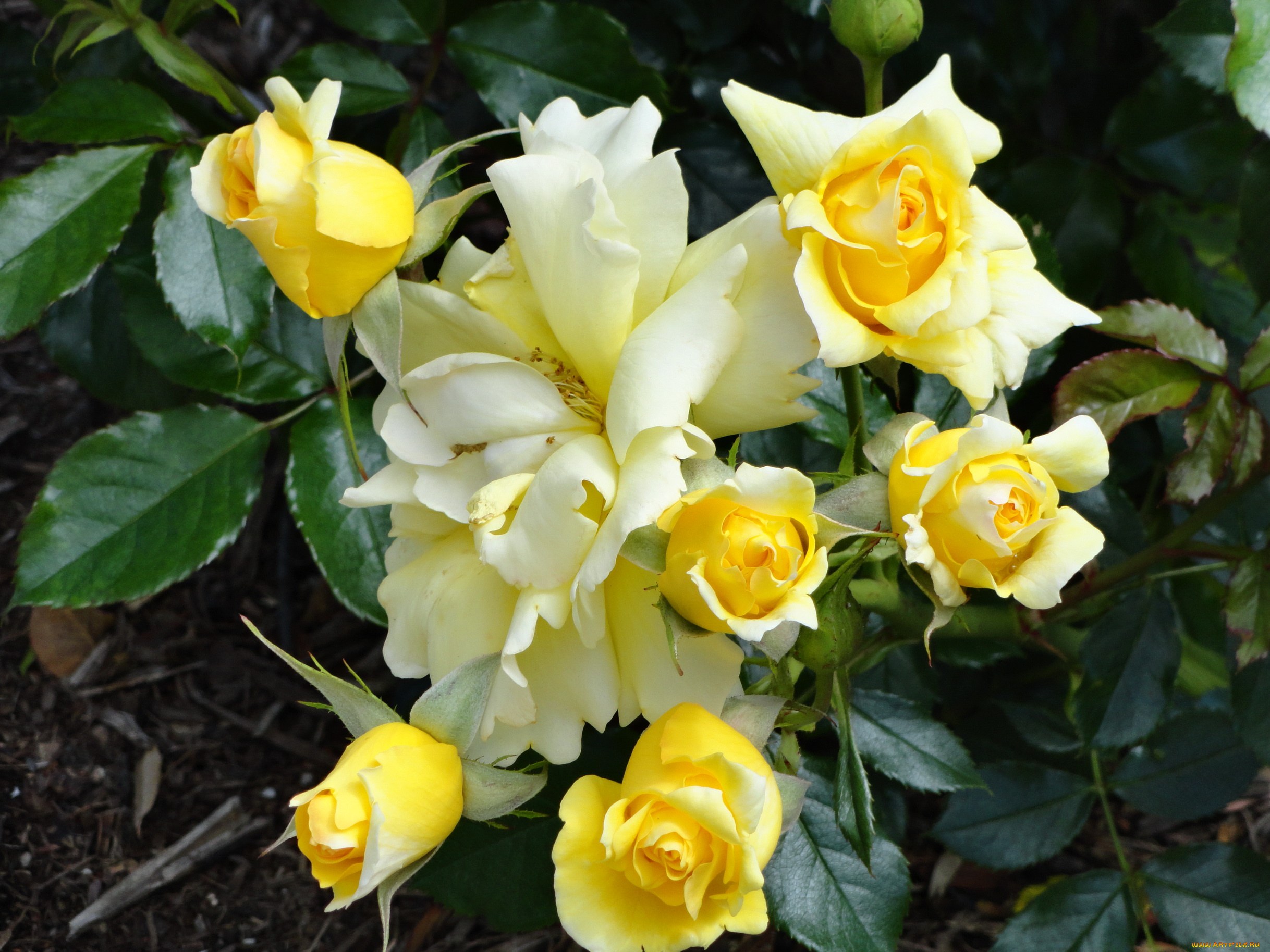 цветы, розы, куст