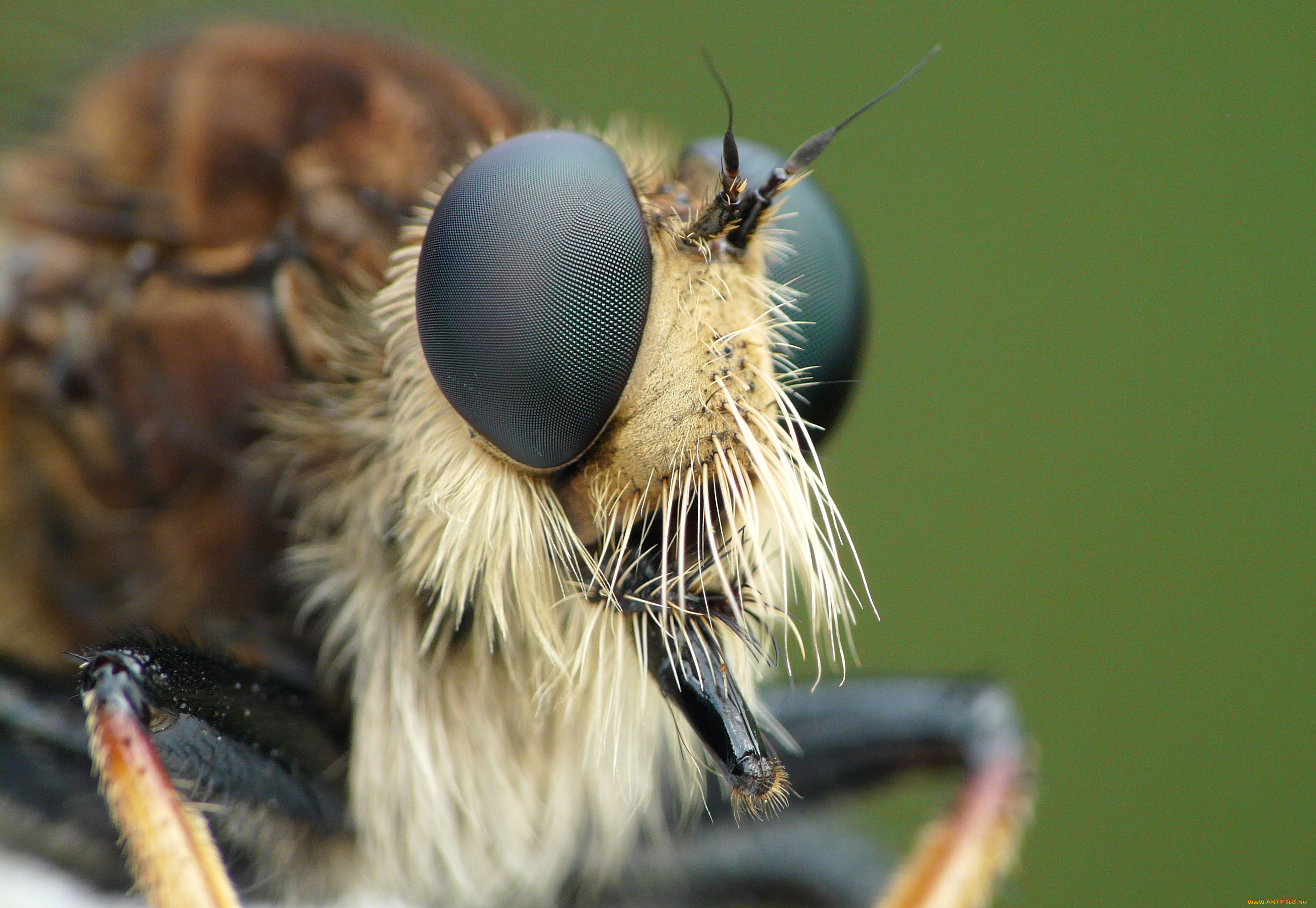 животные, насекомые, глаза