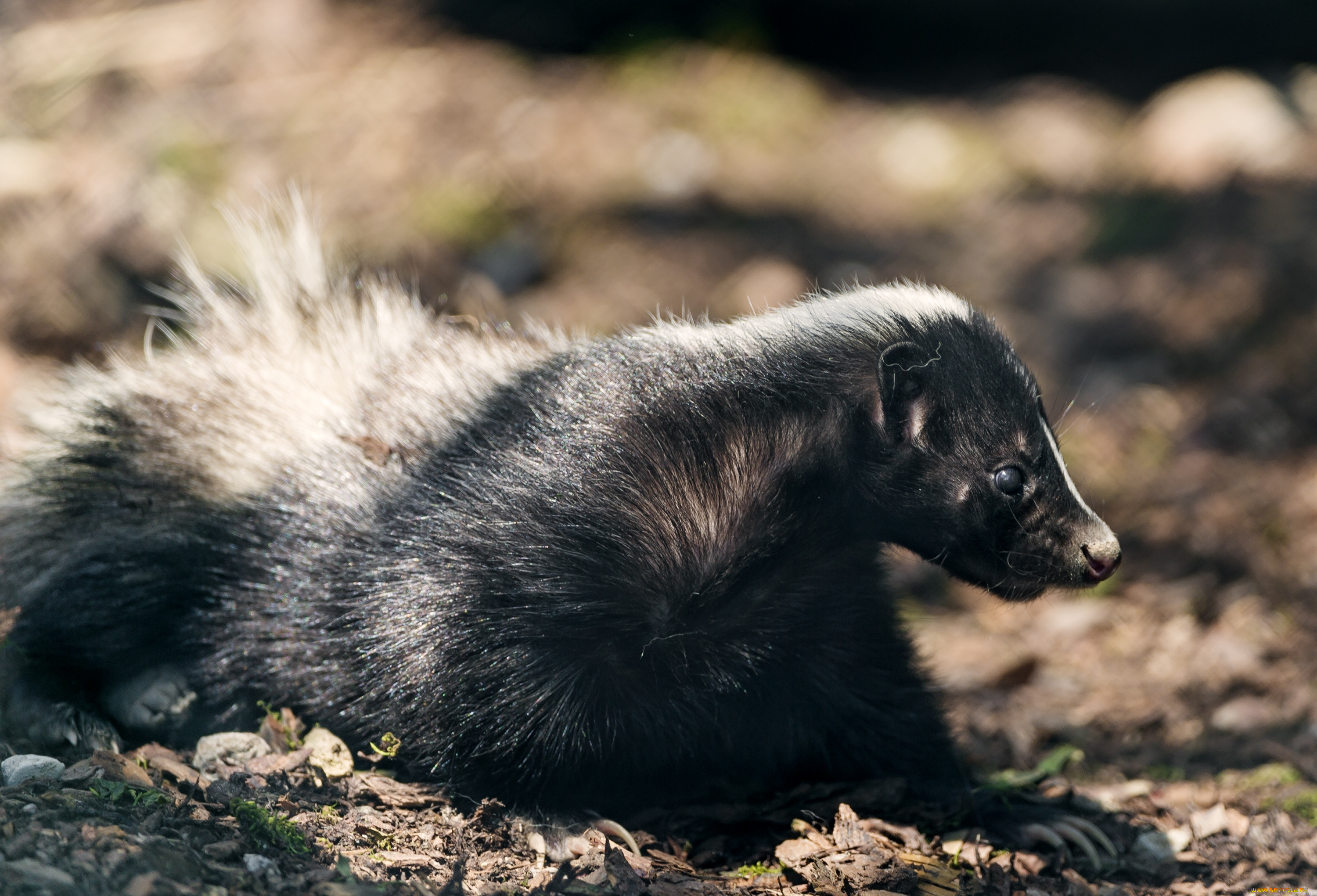животные, скунсы, зверек