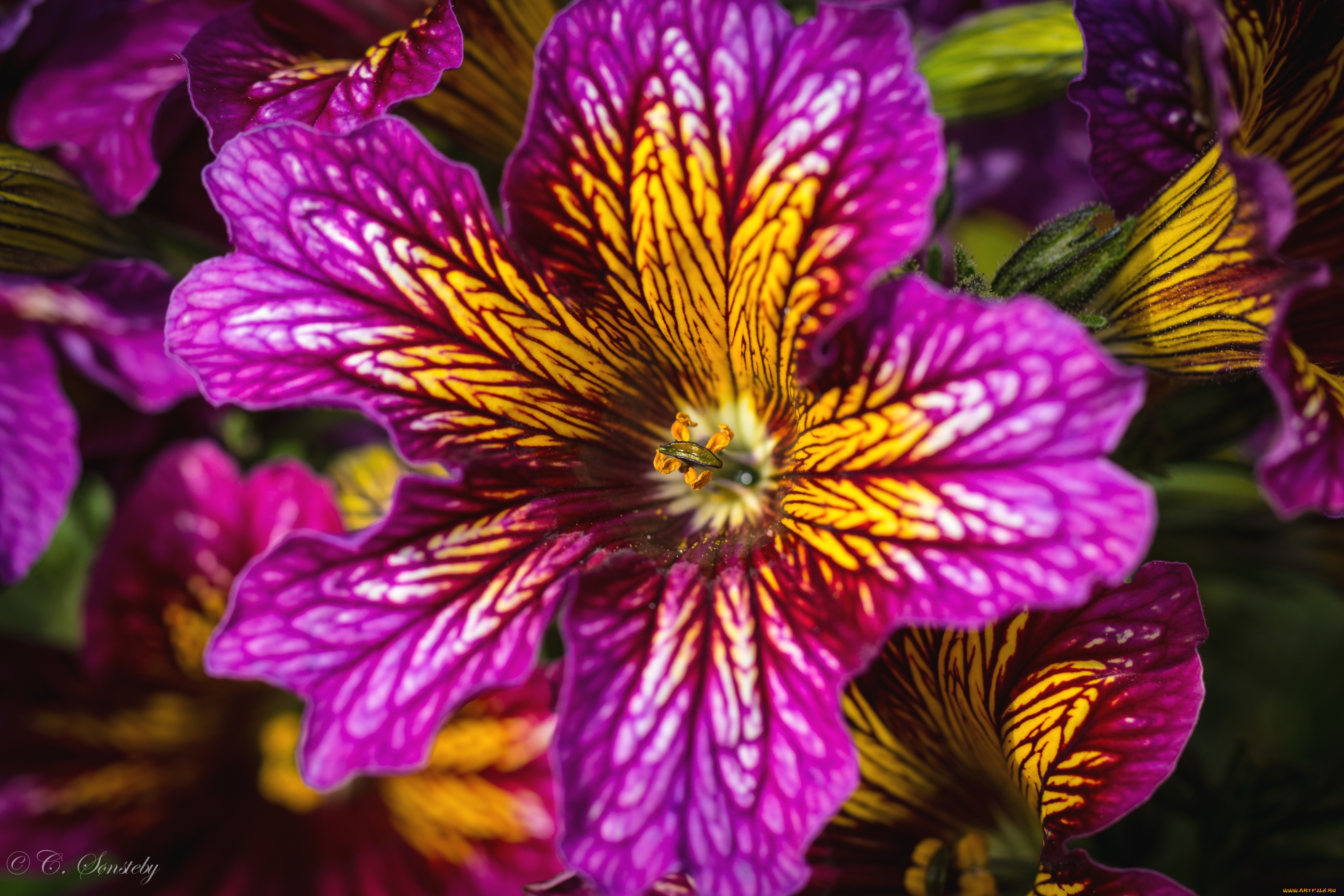 цветы, сальпиглоссис, макро