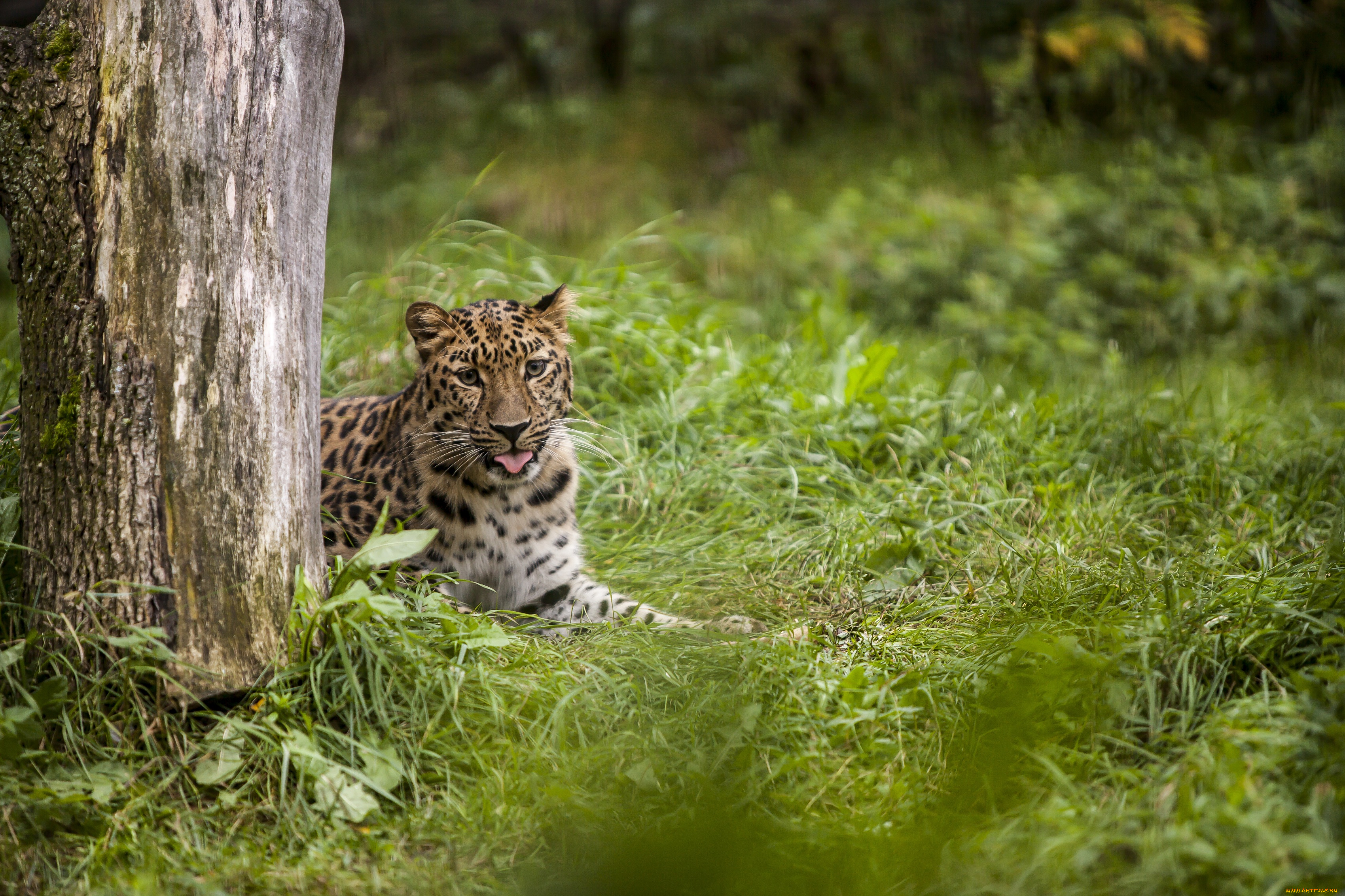 животные, леопарды, леопард, язык