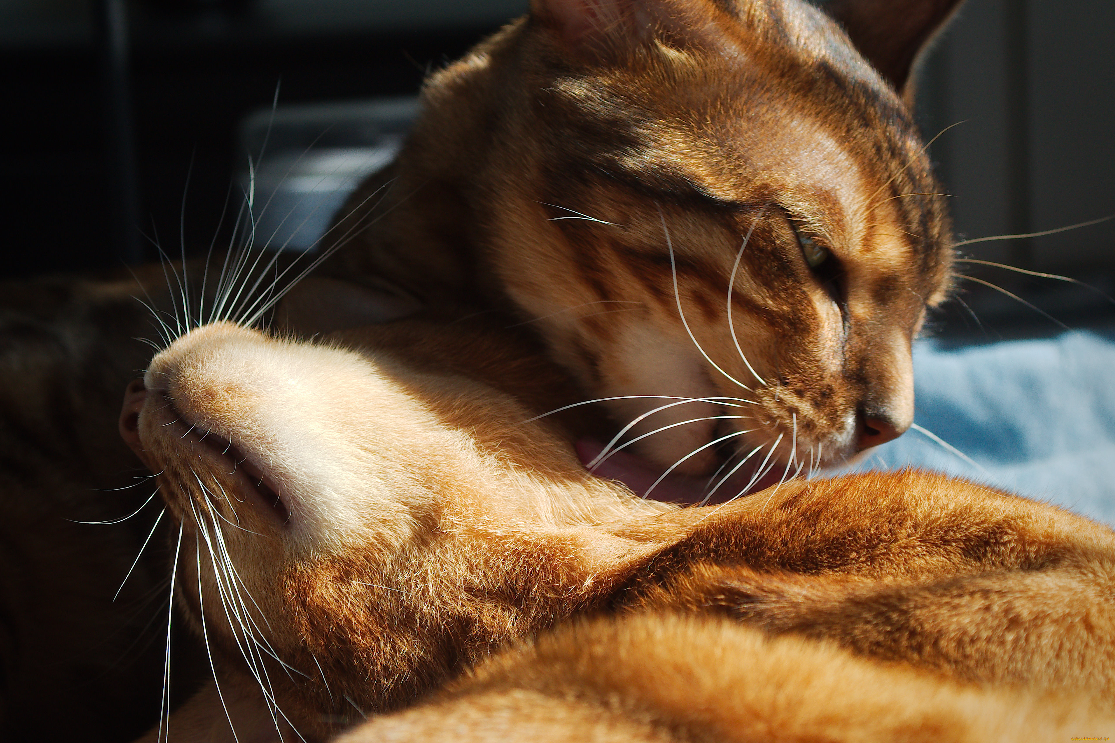 животные, коты, забота